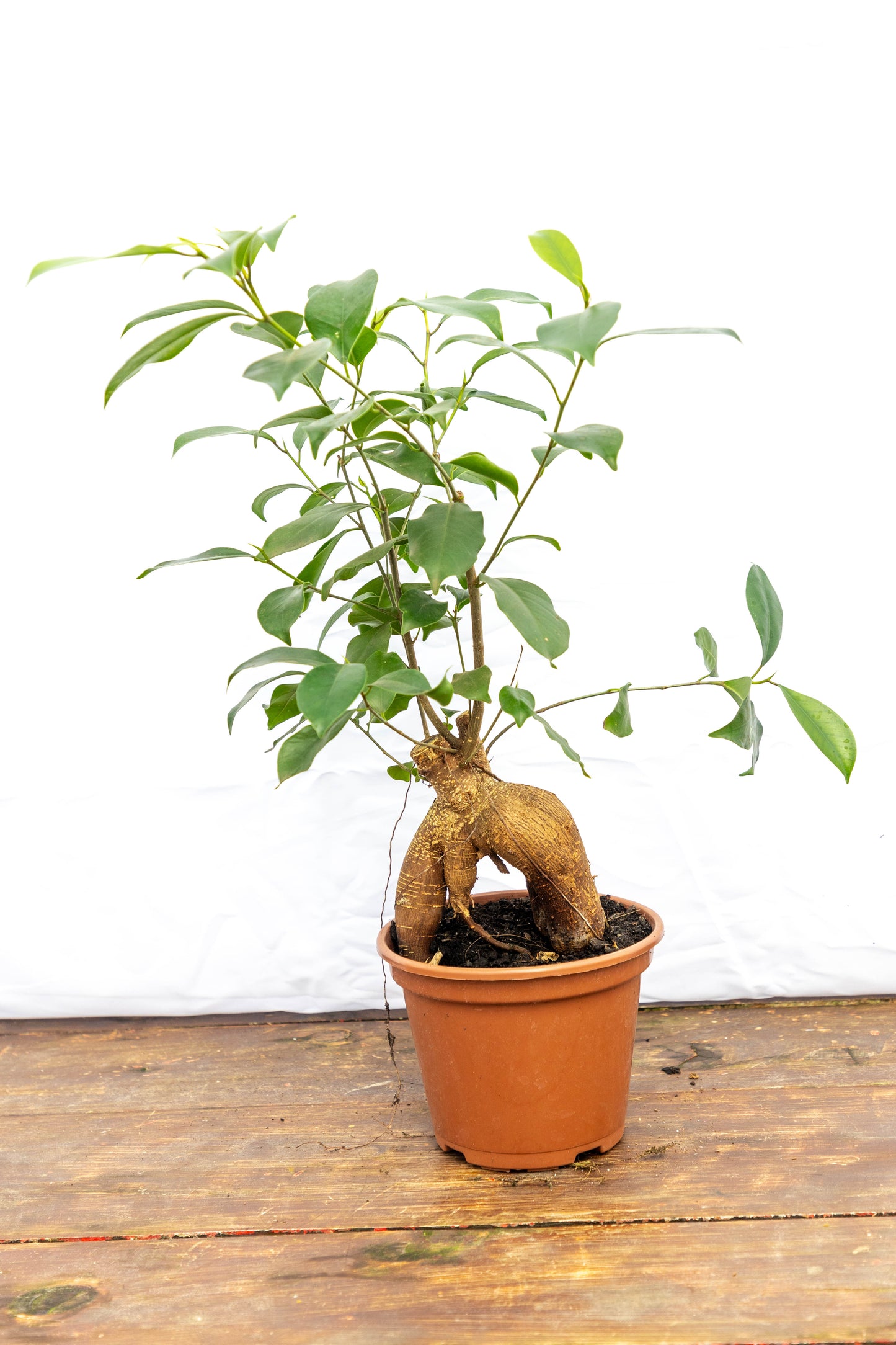 Ficus MICROCARPA Ginseng - Fácil de cuidar