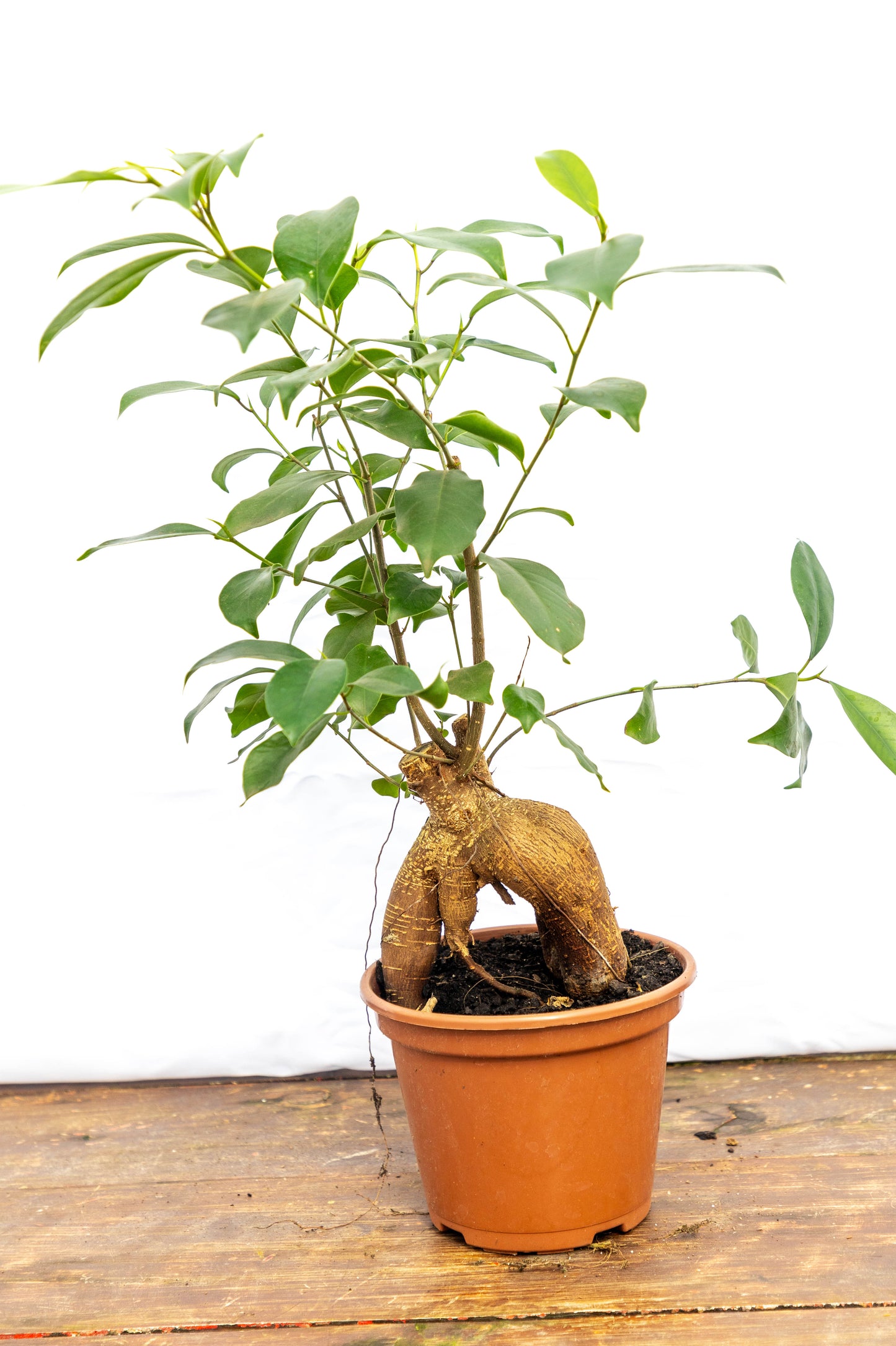 Ficus MICROCARPA Ginseng - Fácil de cuidar