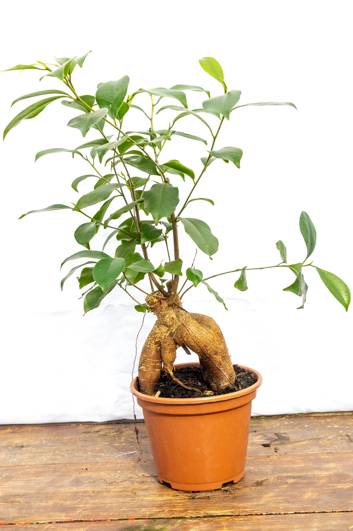 Ficus MICROCARPA Ginseng - Fácil de cuidar