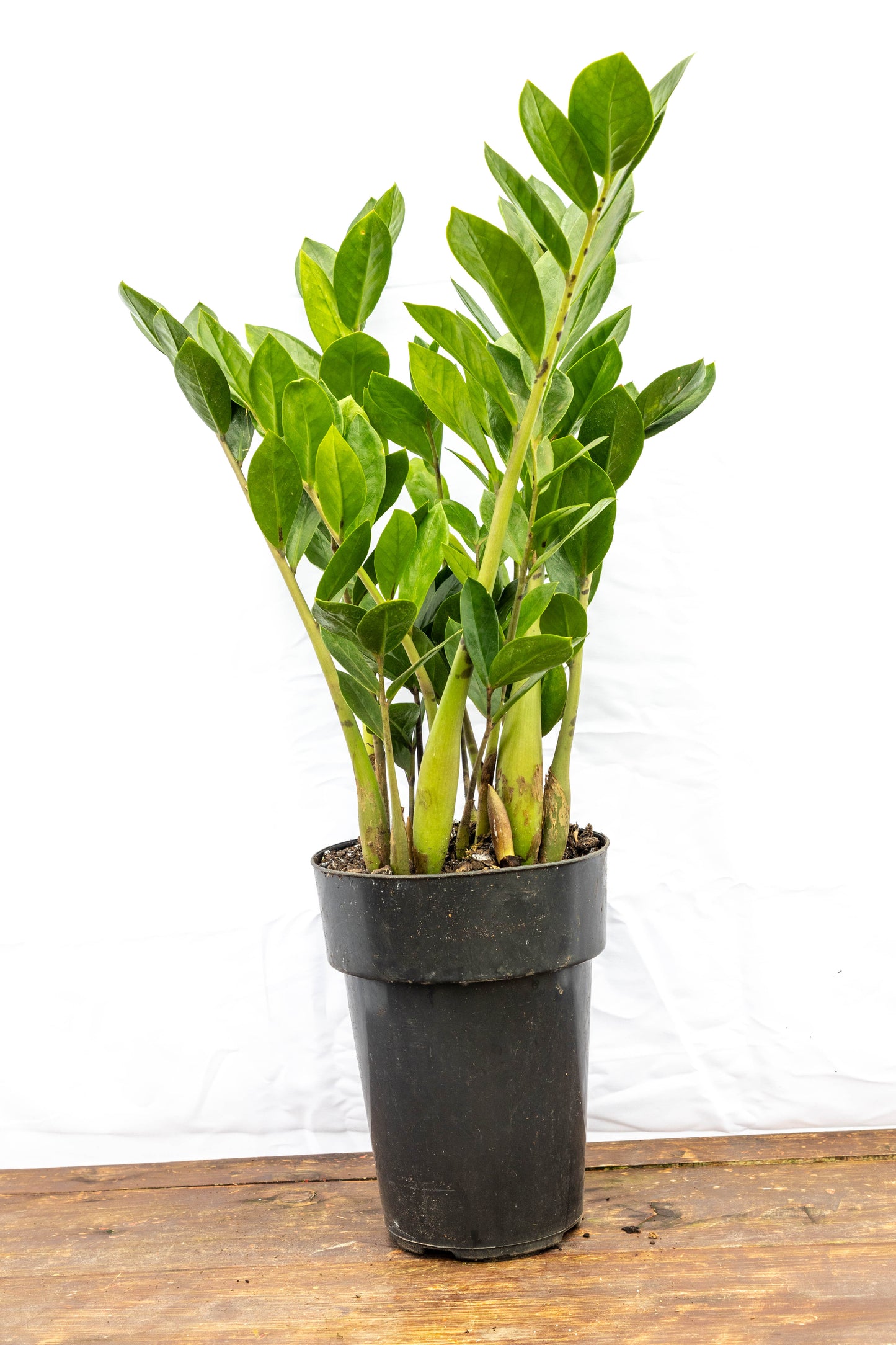 Zamioculca zamiifolia - Resistente, ideal para interiores