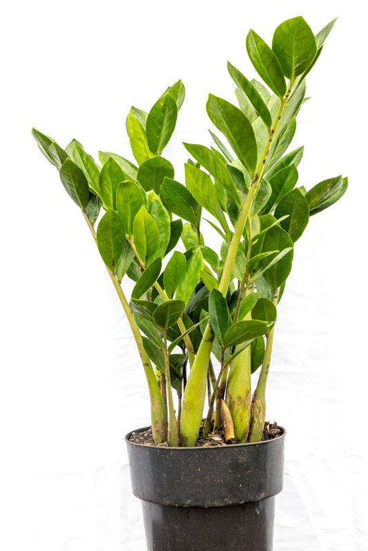 Zamioculca zamiifolia - Resistente, ideal para interiores