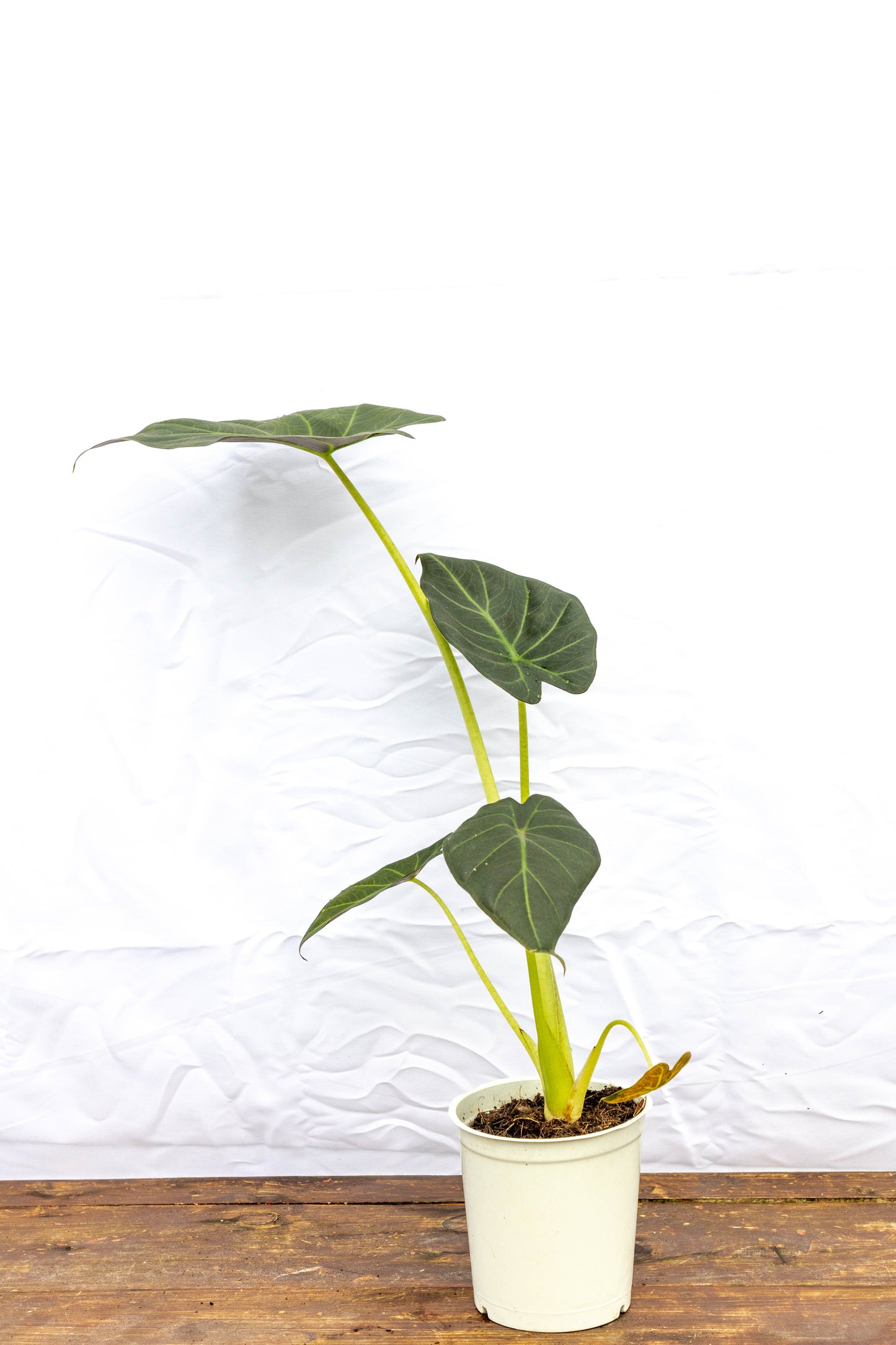 Alocasia Lukiwans - Exclusiva para interiores