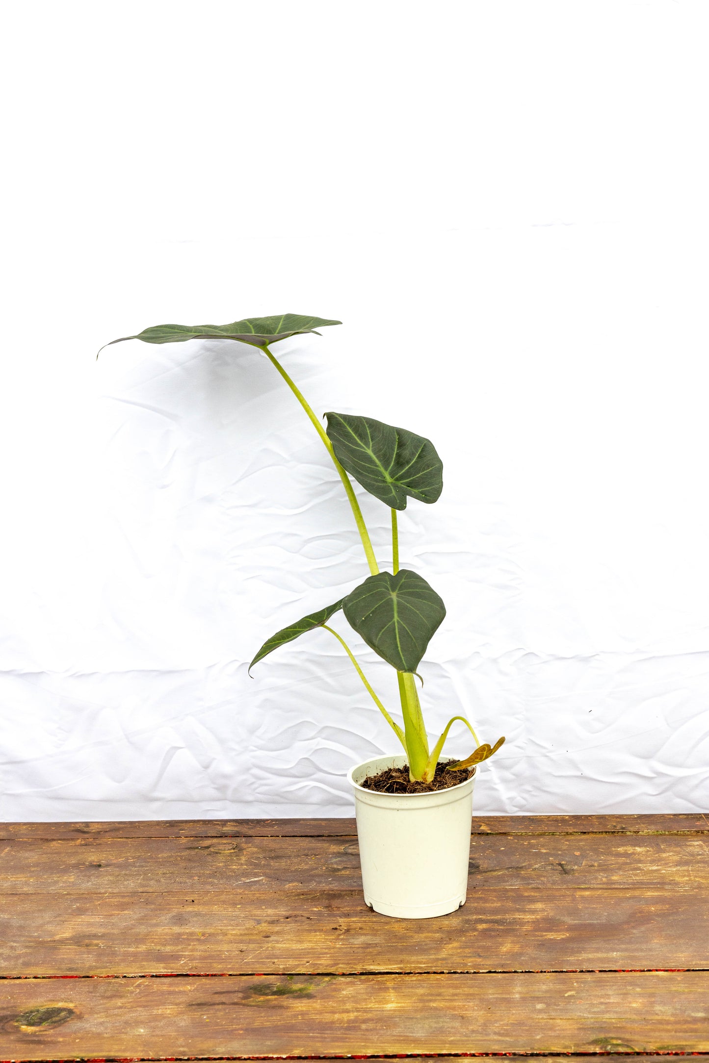 Alocasia Lukiwans - Exclusiva para interiores