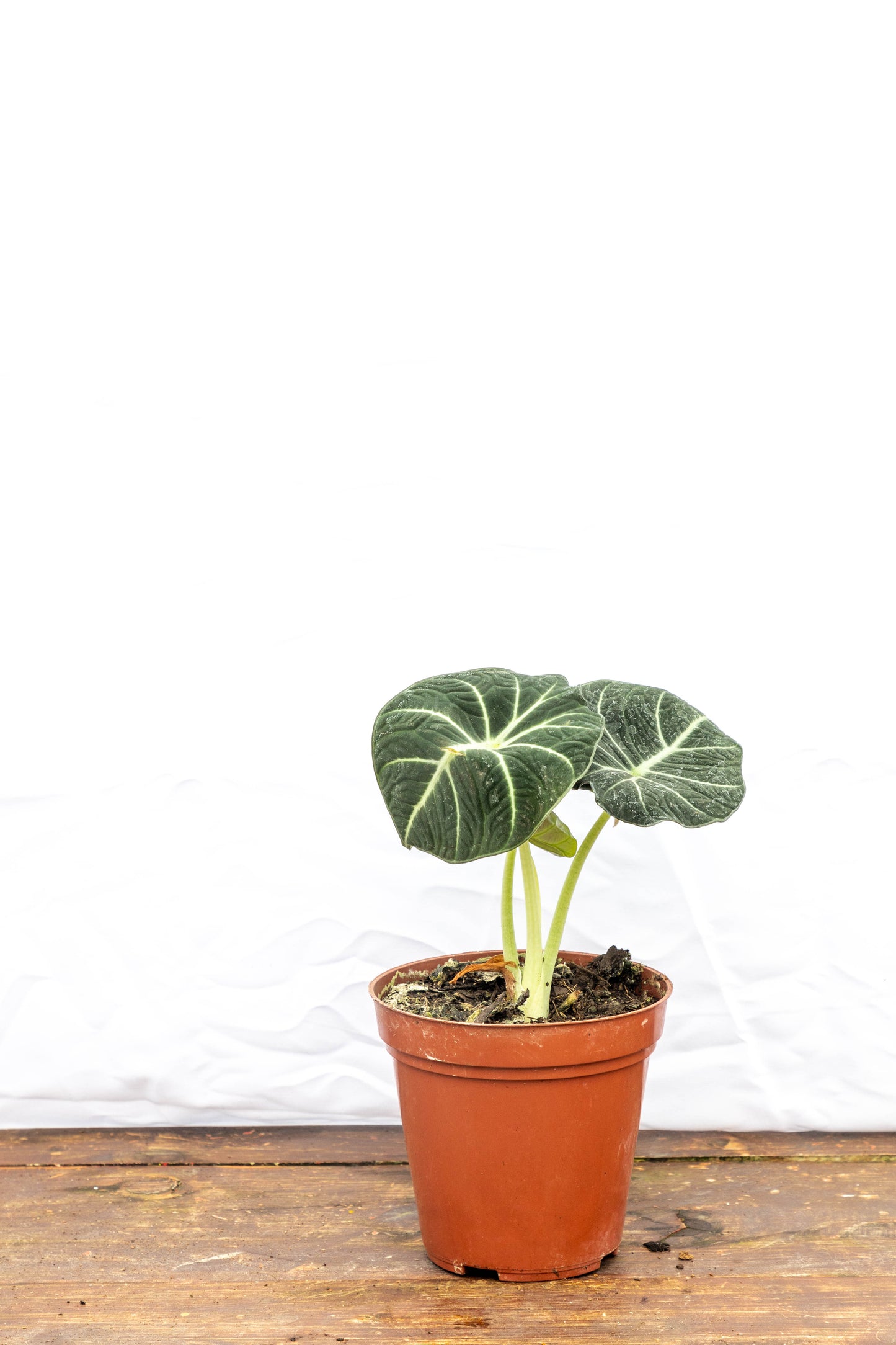 Alocasia Black - Elegancia en el hogar