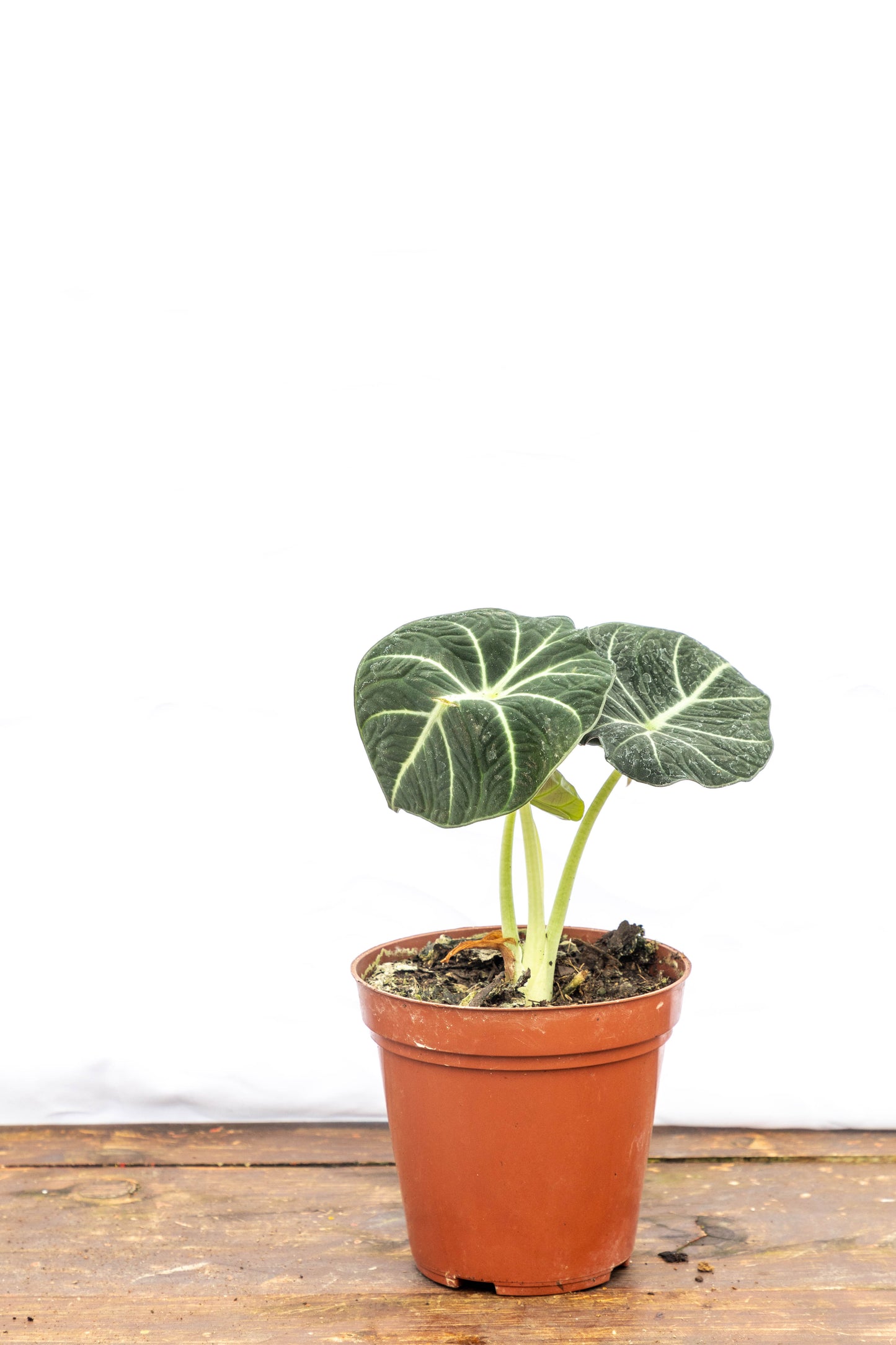 Alocasia Black - Elegancia en el hogar