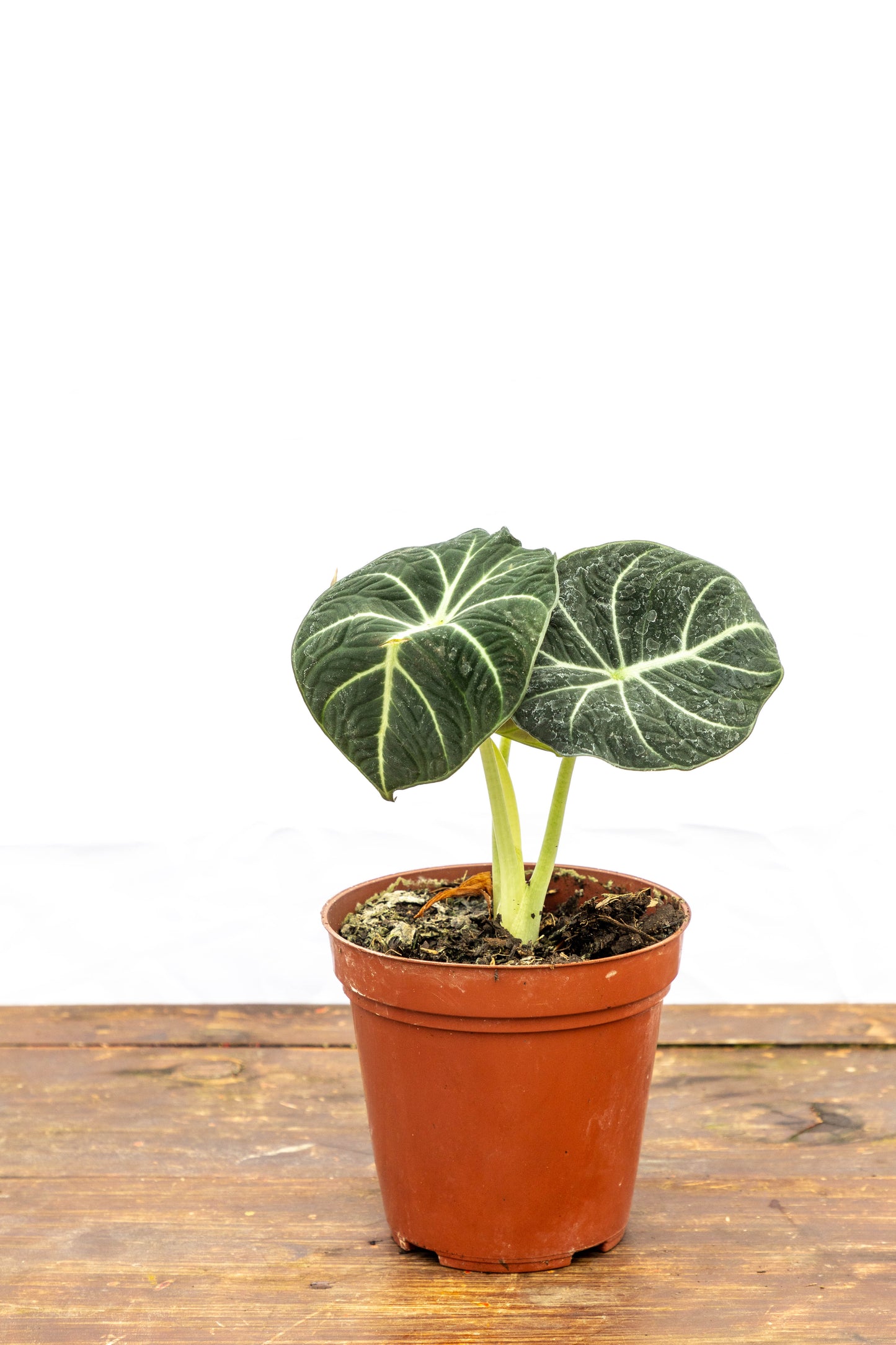 Alocasia Black - Elegancia en el hogar