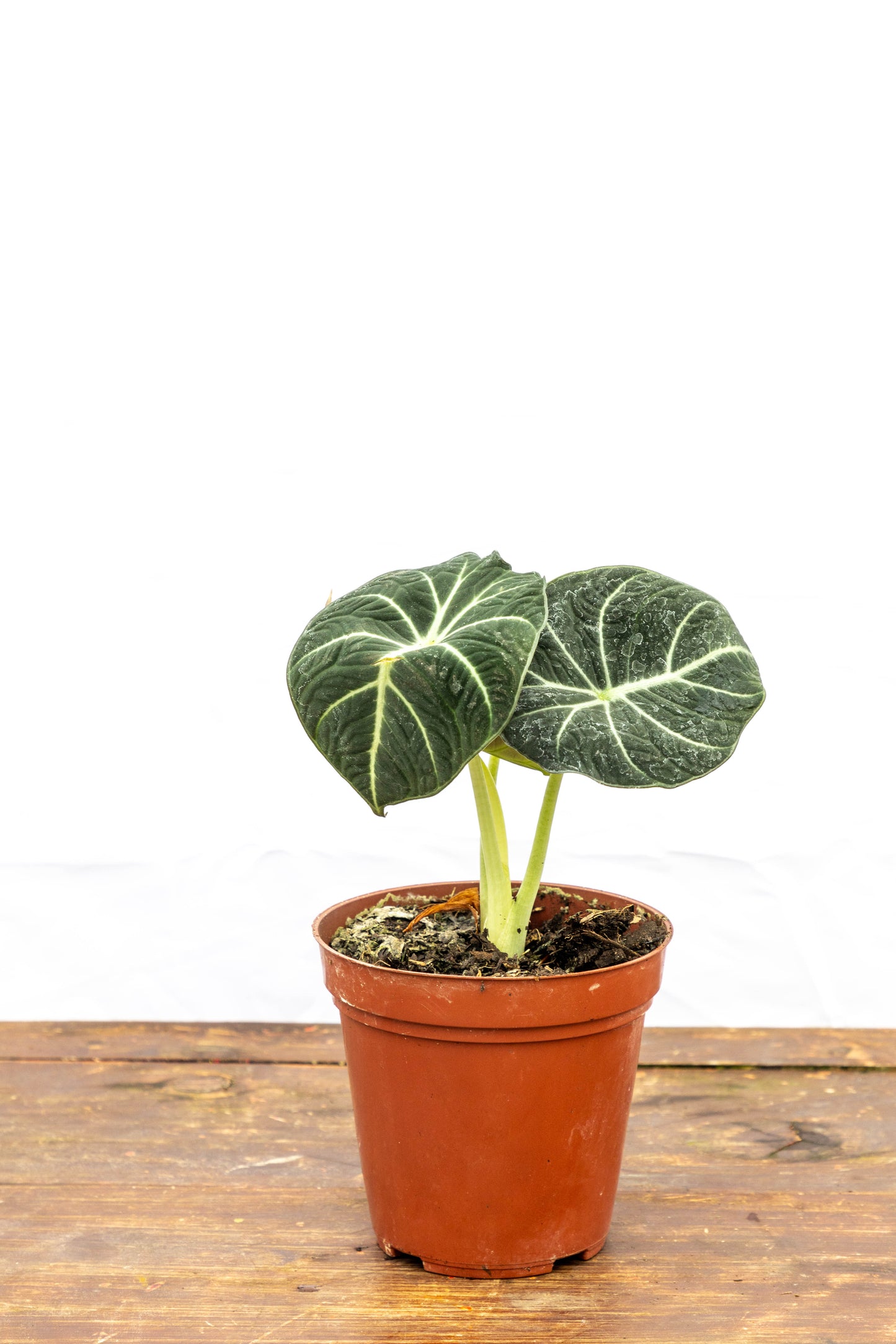 Alocasia Black - Elegancia en el hogar