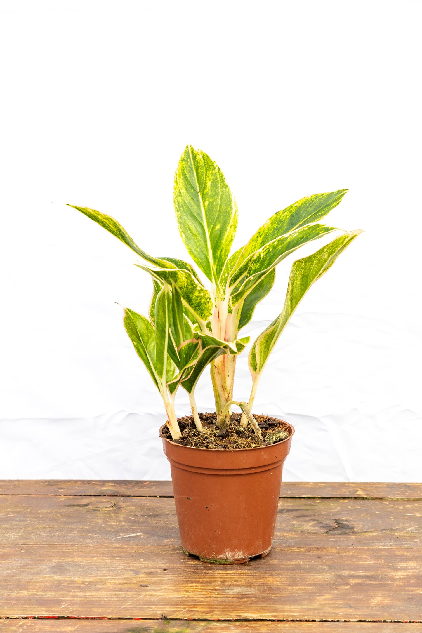 Aglaonema CRETA - Estilo para interiores en oferta