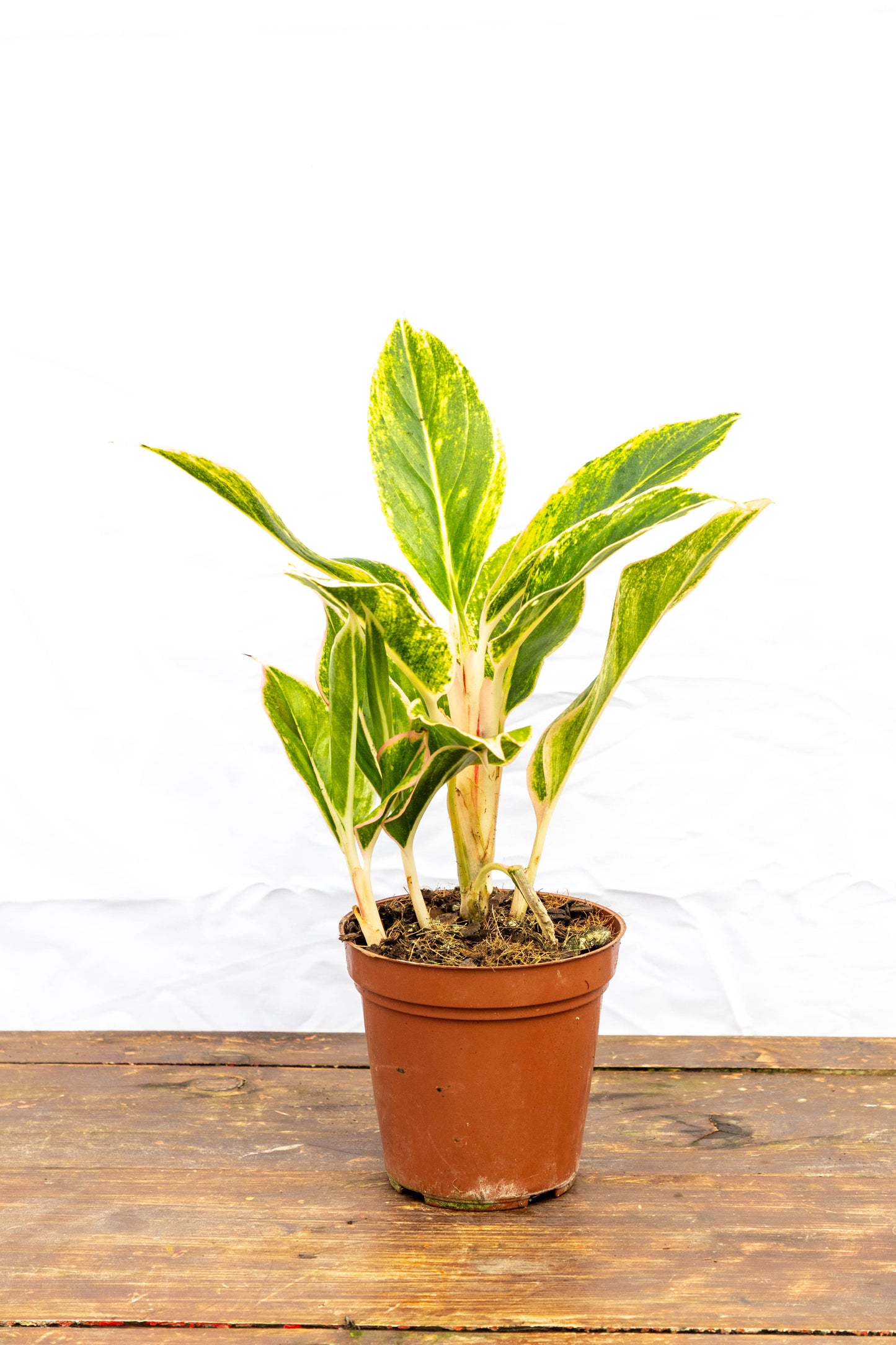 Aglaonema CRETA - Estilo para interiores en oferta