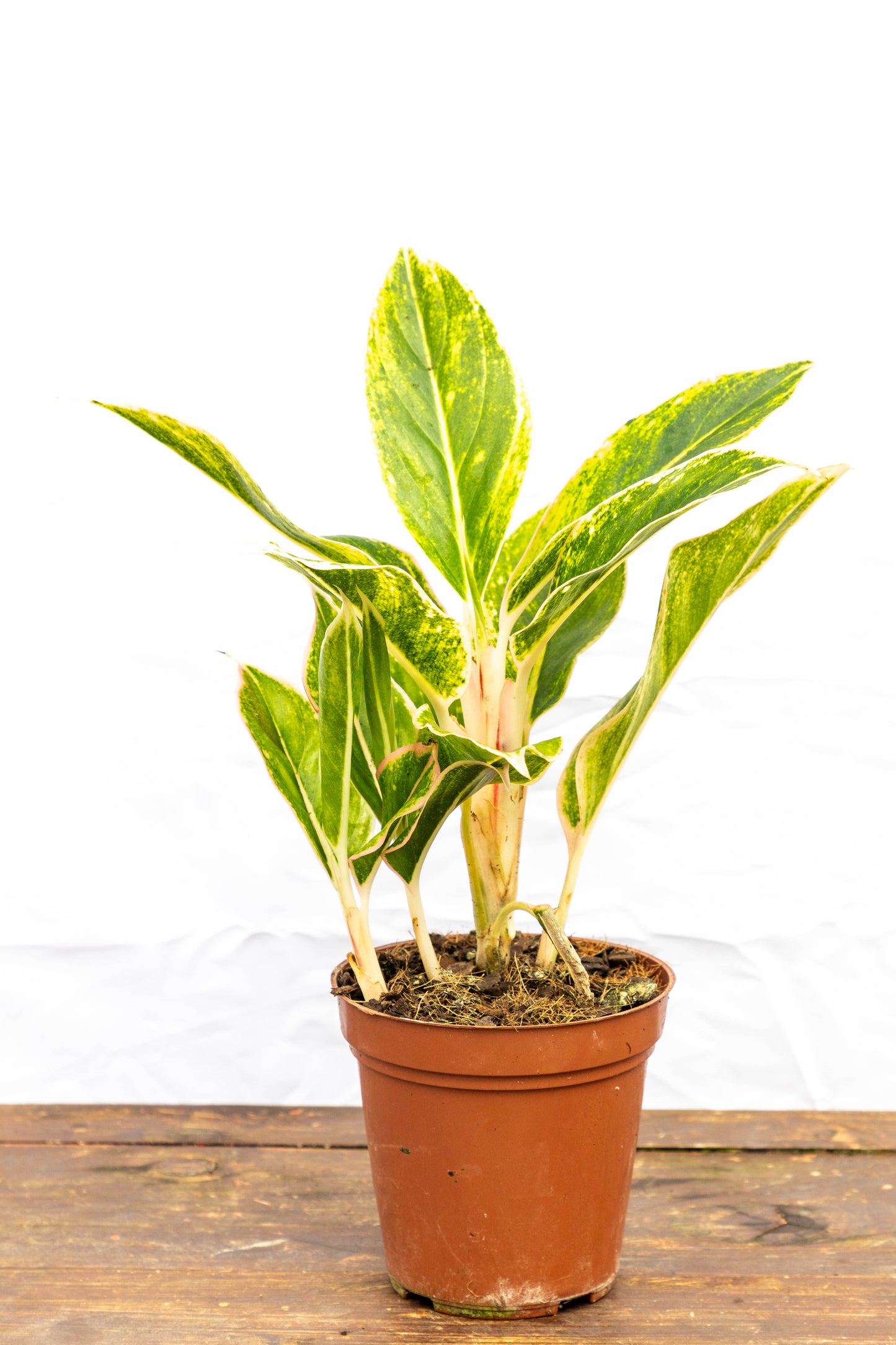 Aglaonema CRETA - Estilo para interiores en oferta