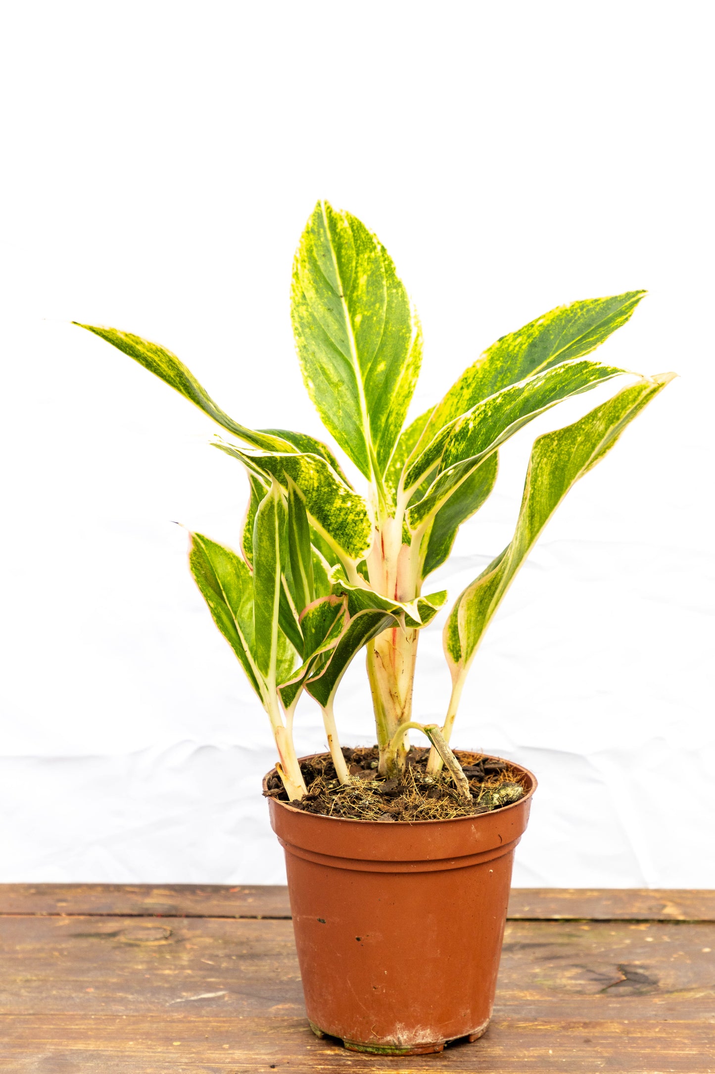 Aglaonema CRETA - Estilo para interiores en oferta