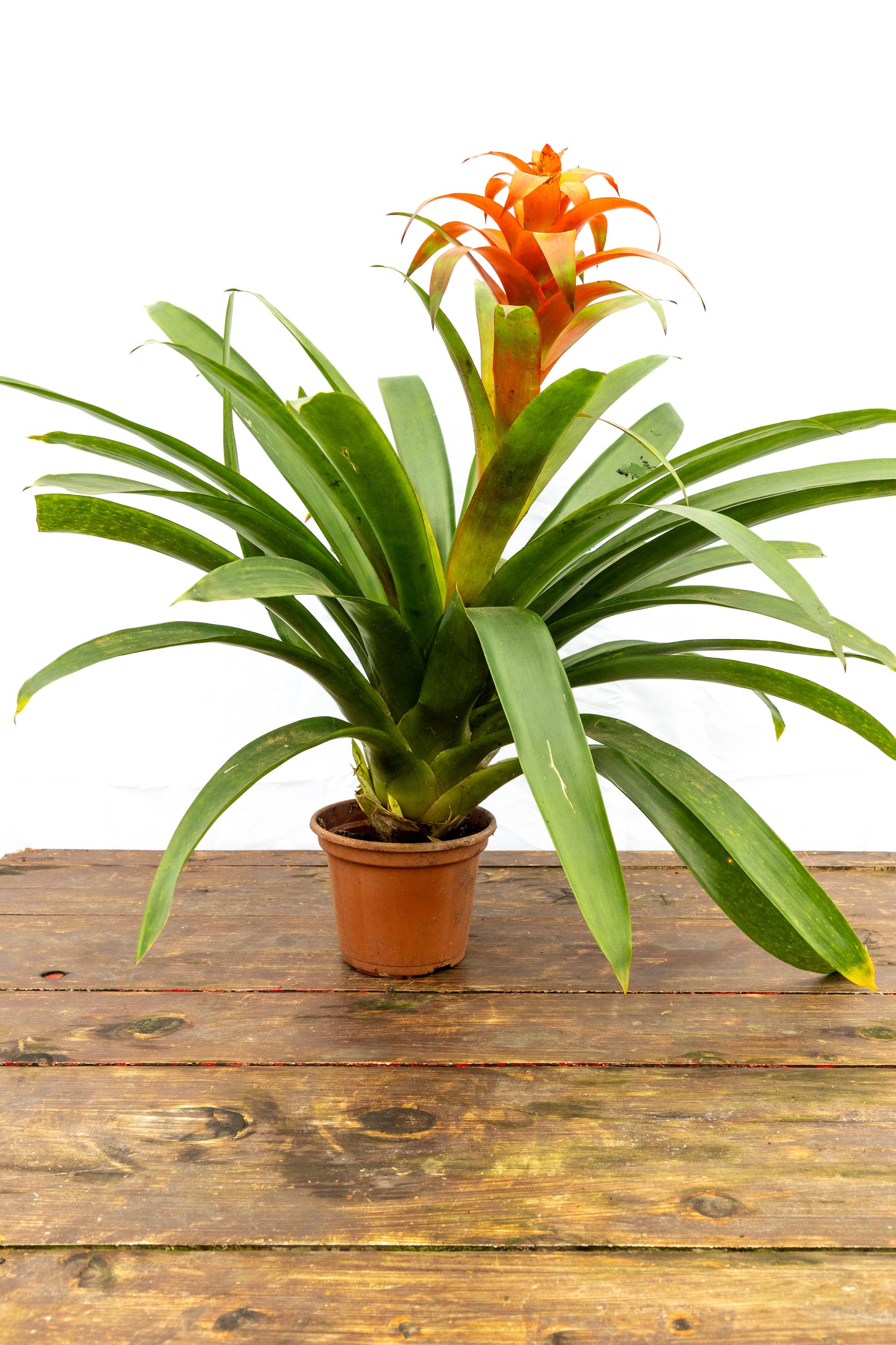 Bromelia Guzmania - Colores vivos, oferta limitada