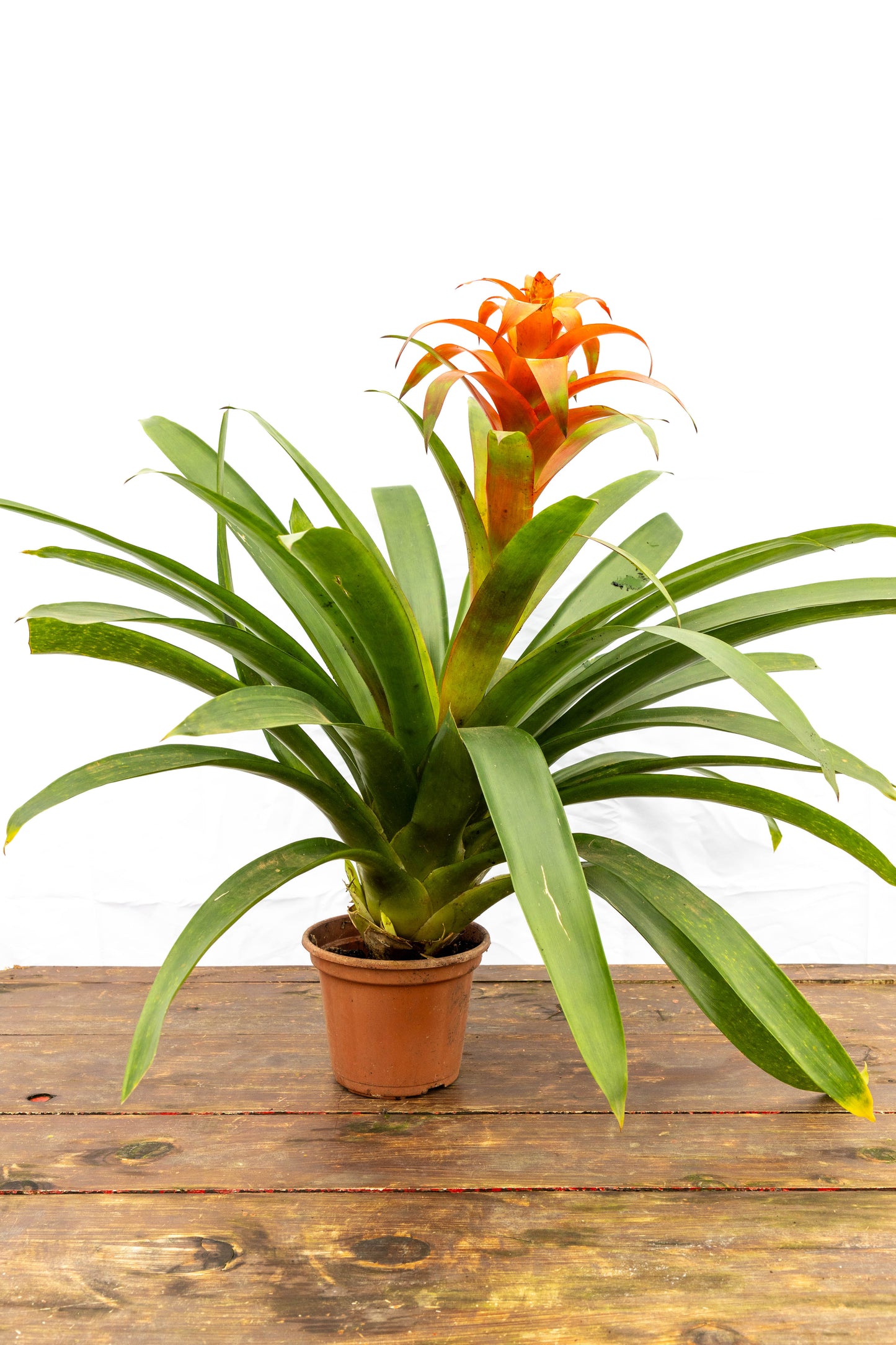 Bromelia Guzmania - Colores vivos, oferta limitada