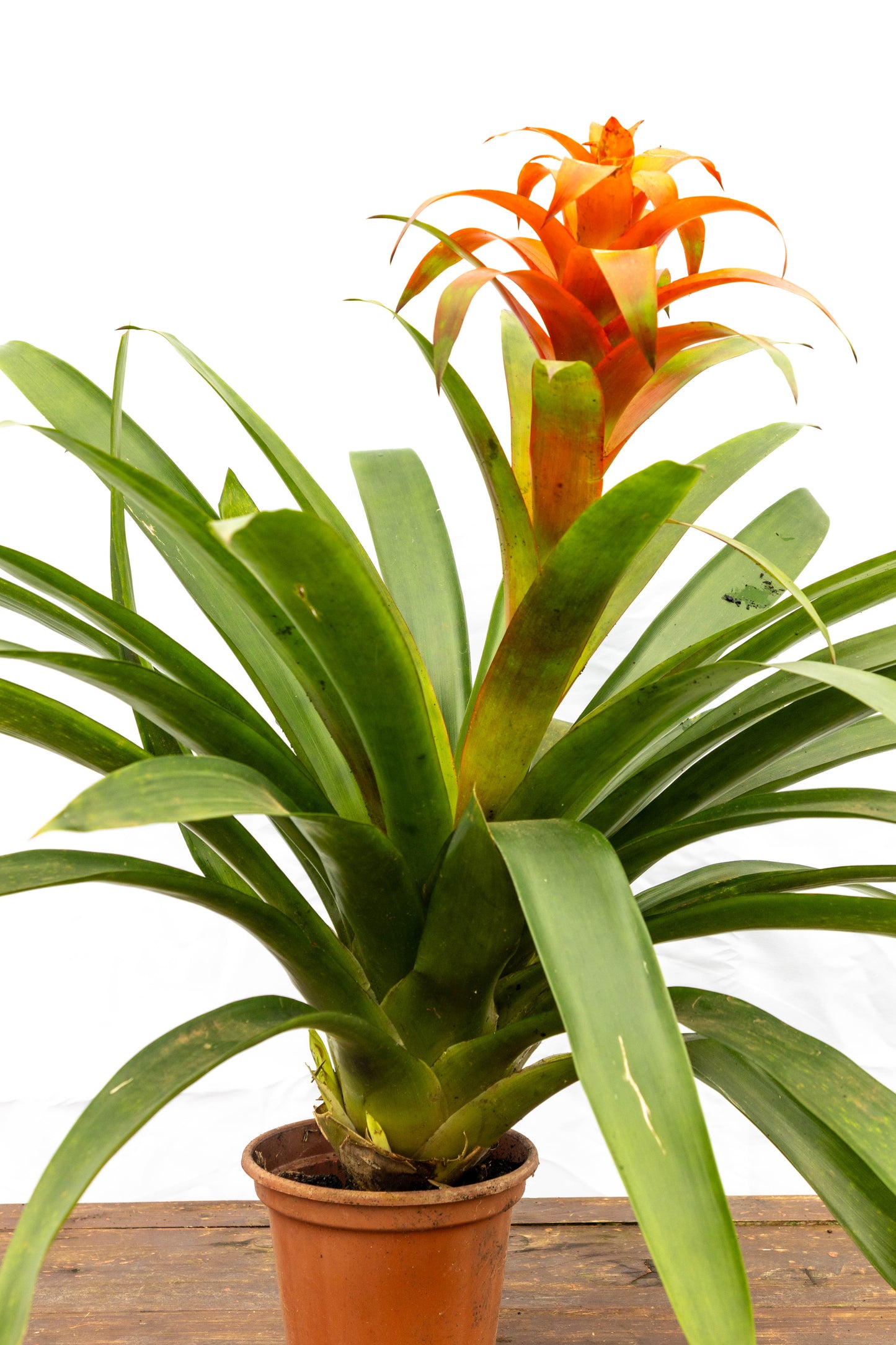 Bromelia Guzmania - Colores vivos, oferta limitada