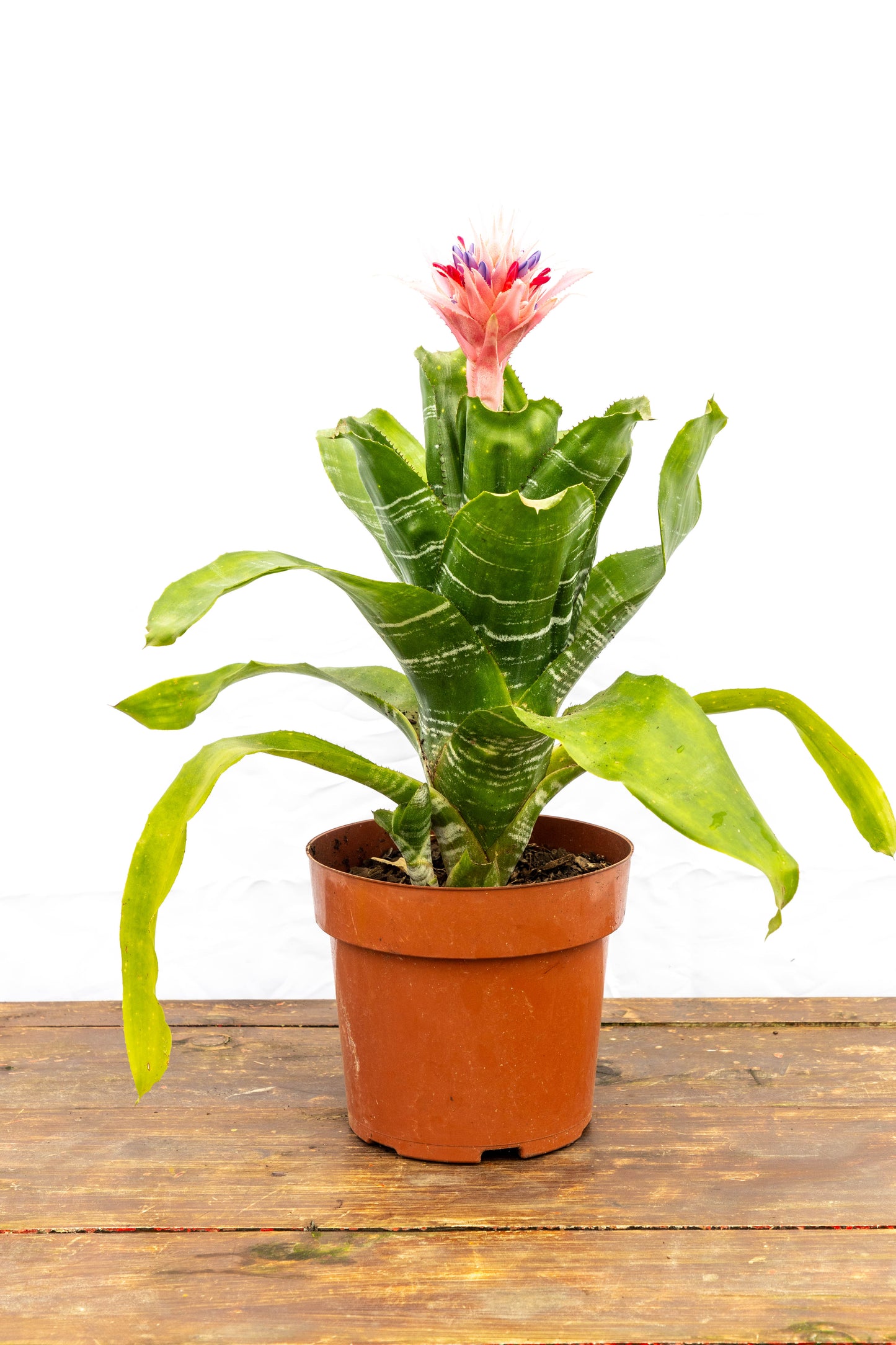 Bromelia Guzmania - Colores vivos, oferta limitada