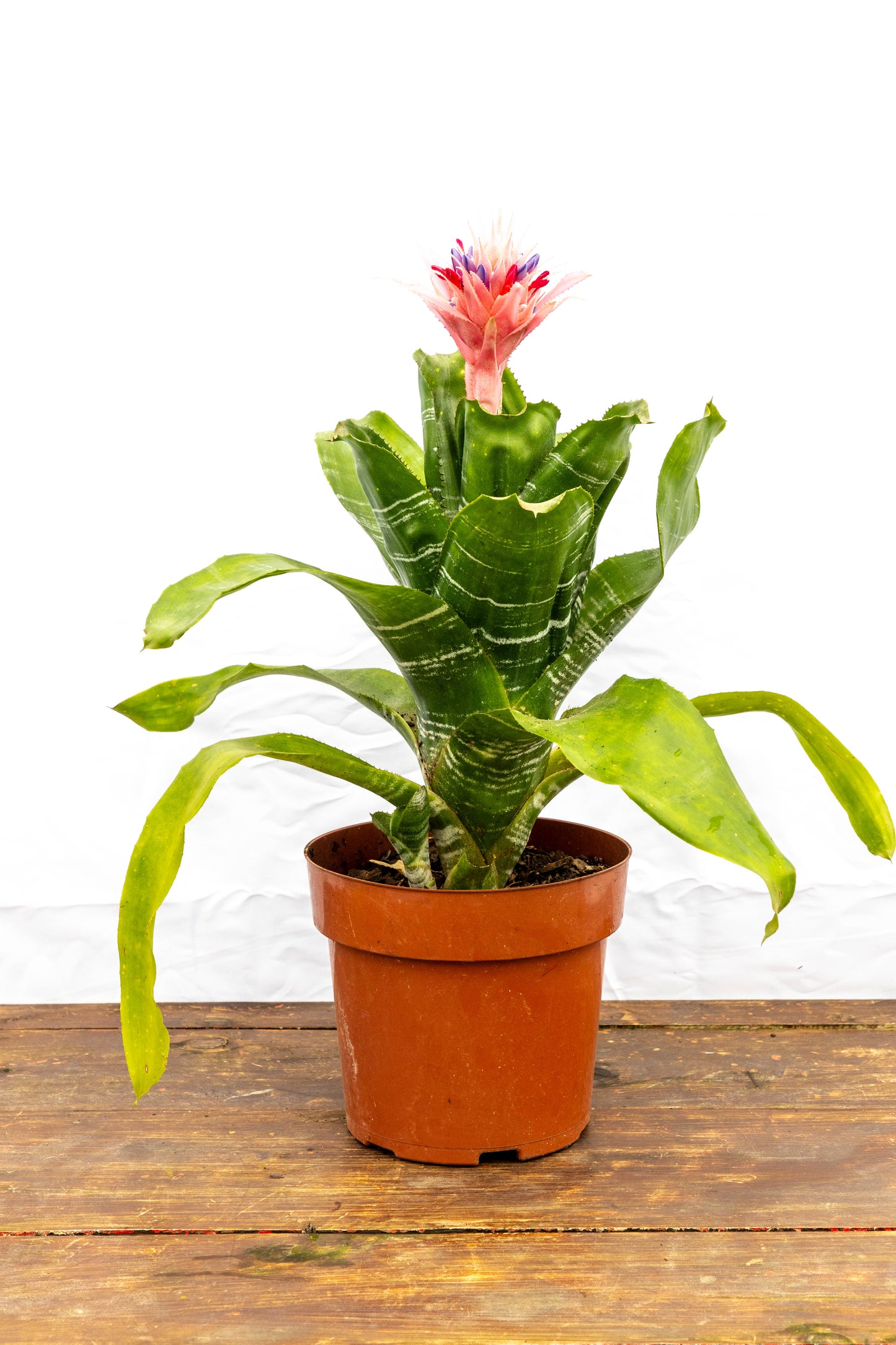 Bromelia Guzmania - Colores vivos, oferta limitada