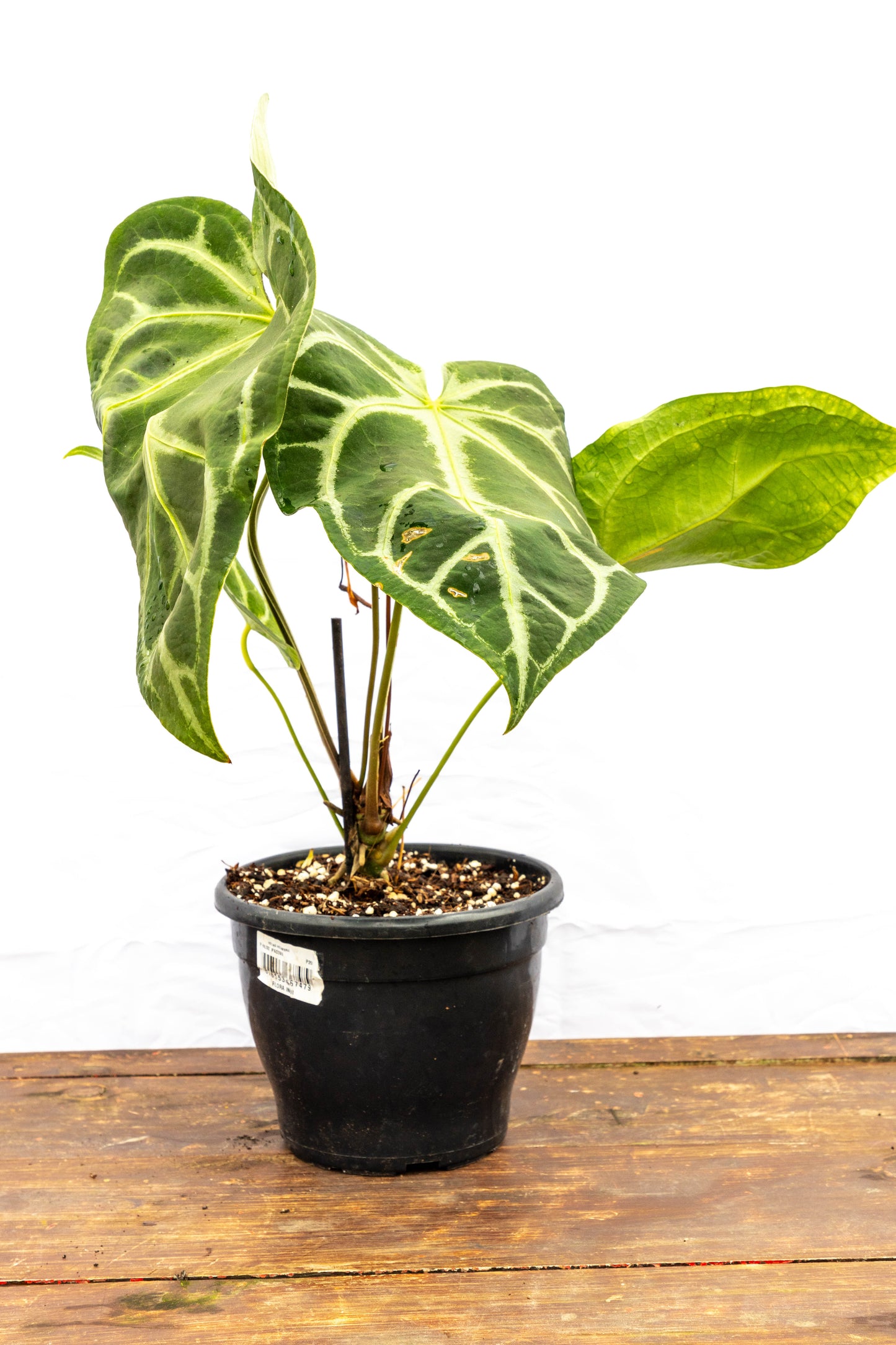 Anthurium CRISTALLYUM - Elegancia en interiores