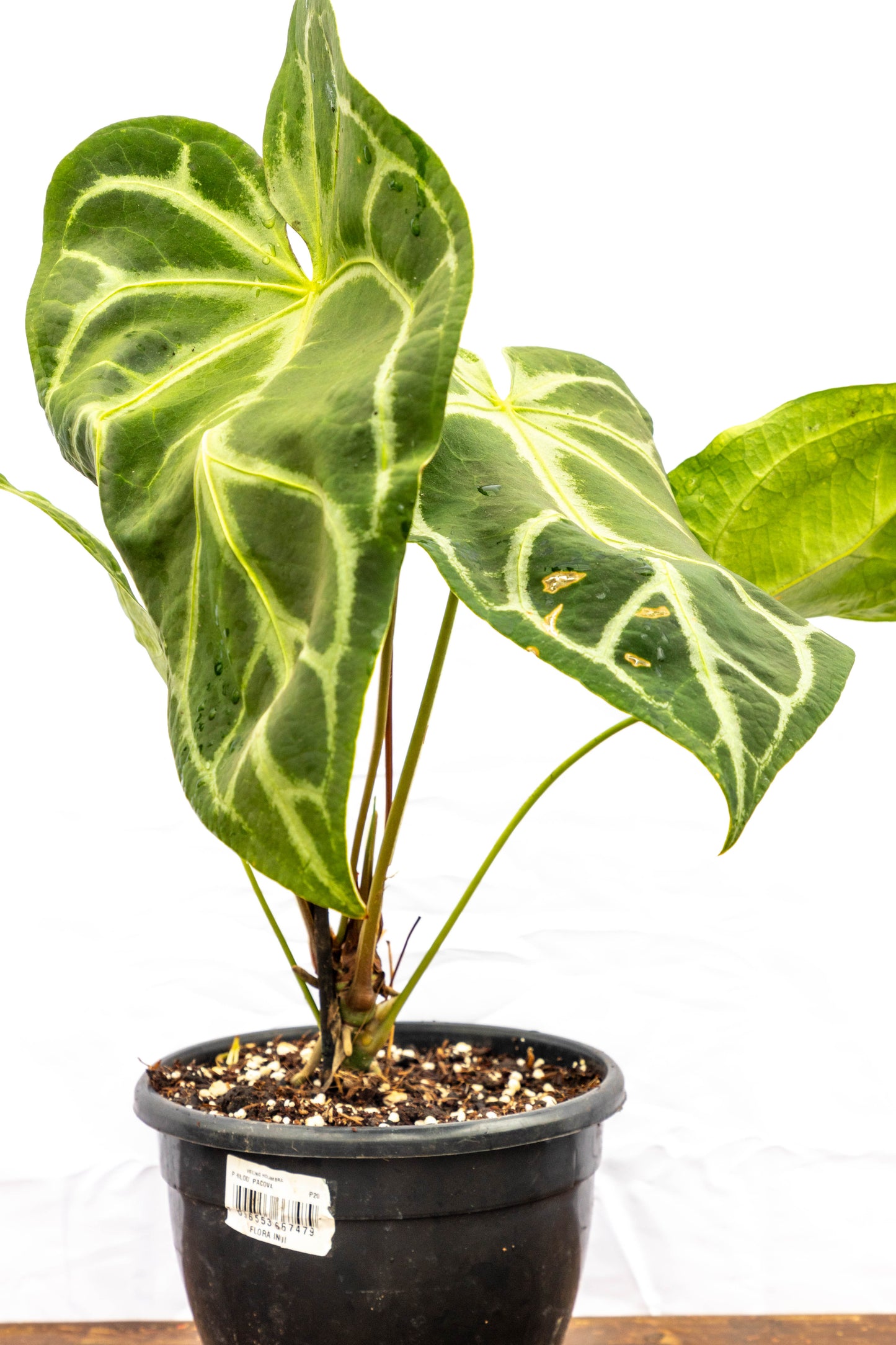 Anthurium CRISTALLYUM - Elegancia en interiores