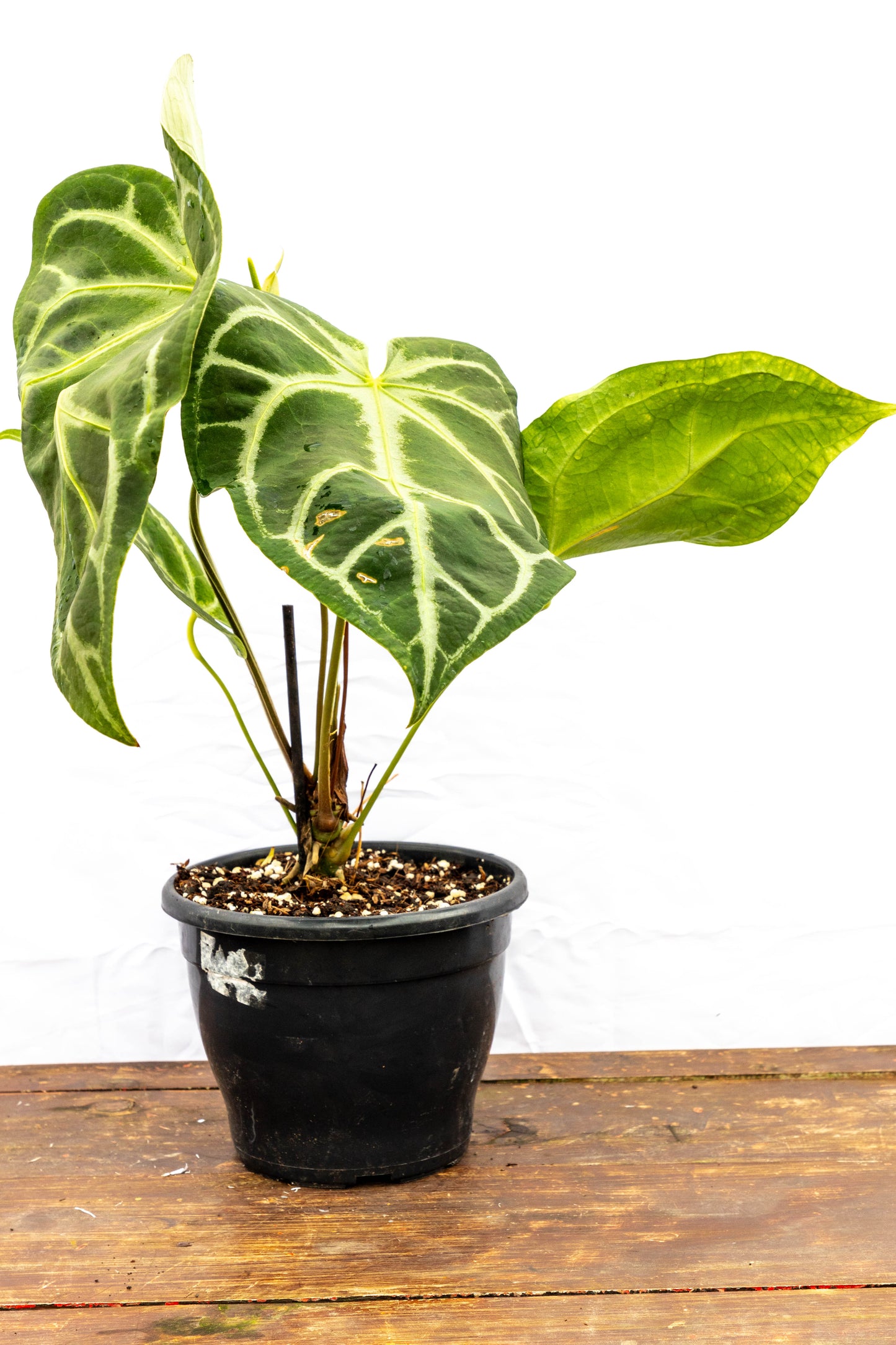 Anthurium CRISTALLYUM - Elegancia en interiores