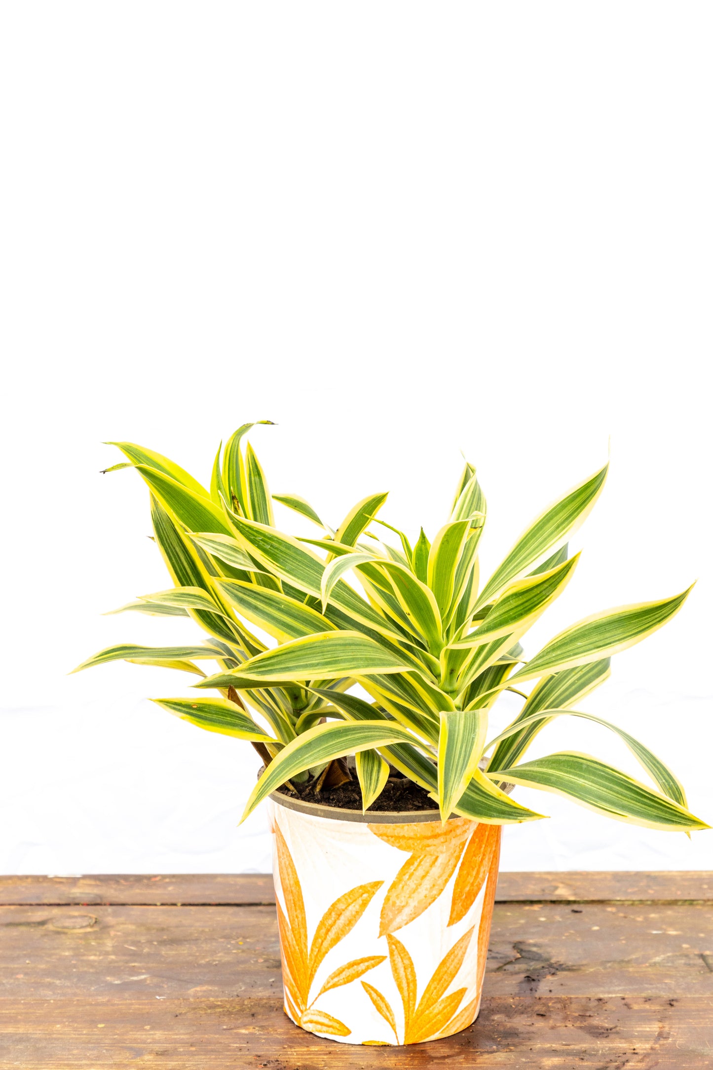 Dracaena PLEOMELE p15 - Fácil de cuidar, en oferta