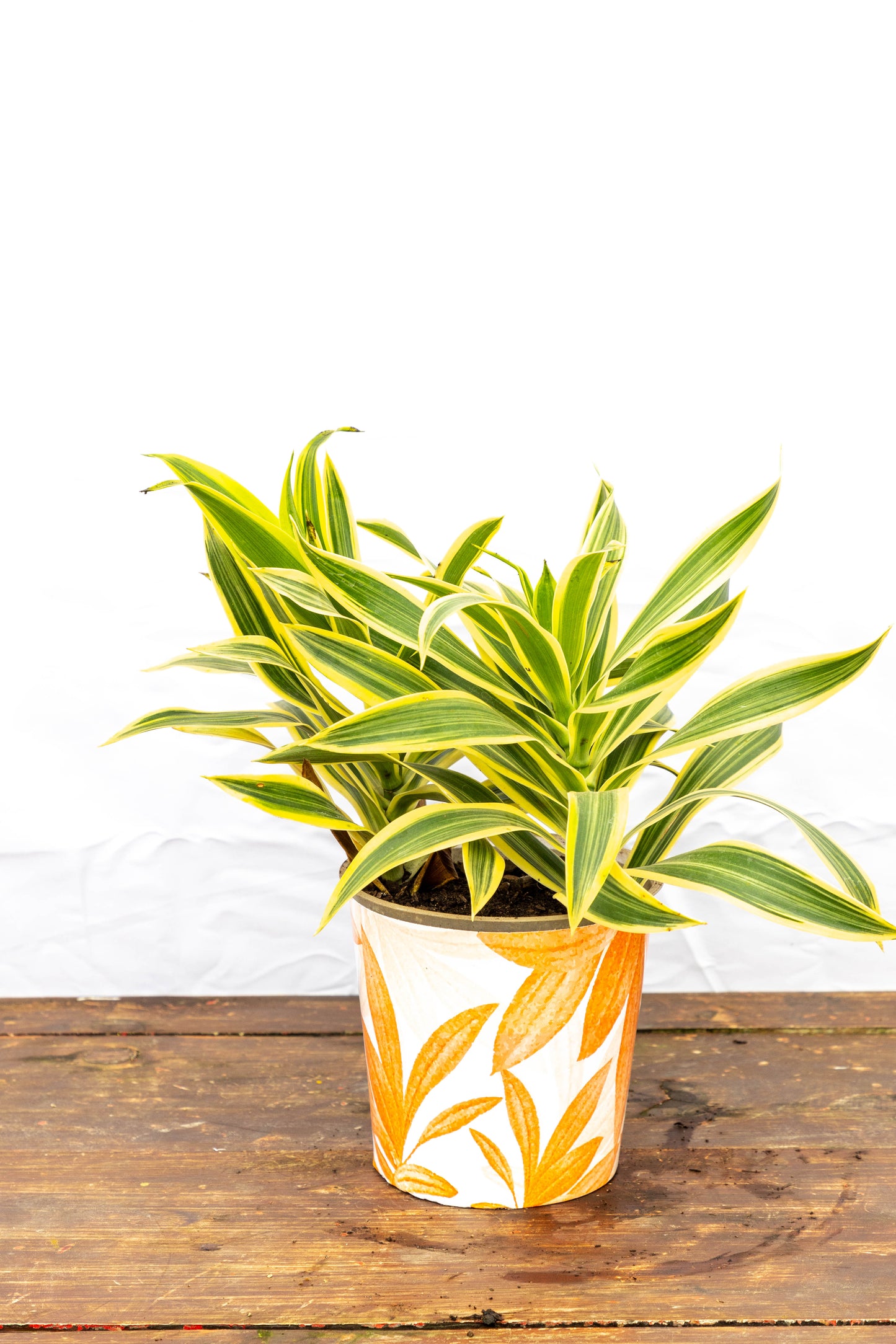 Dracaena PLEOMELE p15 - Fácil de cuidar, en oferta