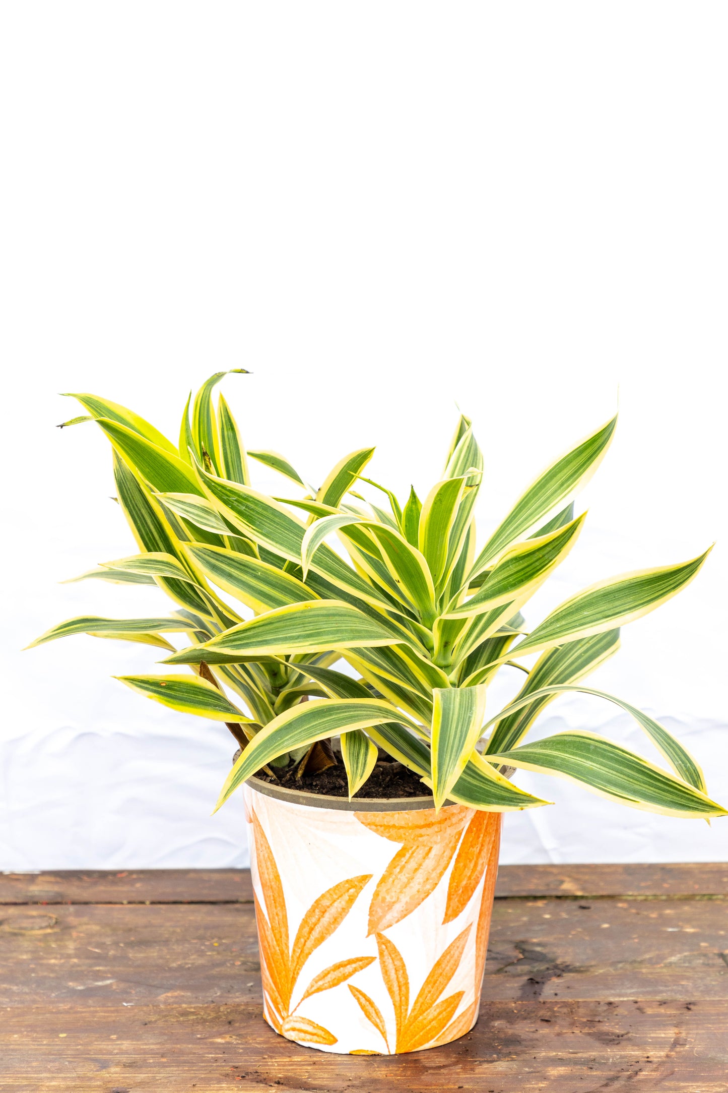 Dracaena PLEOMELE p15 - Fácil de cuidar, en oferta