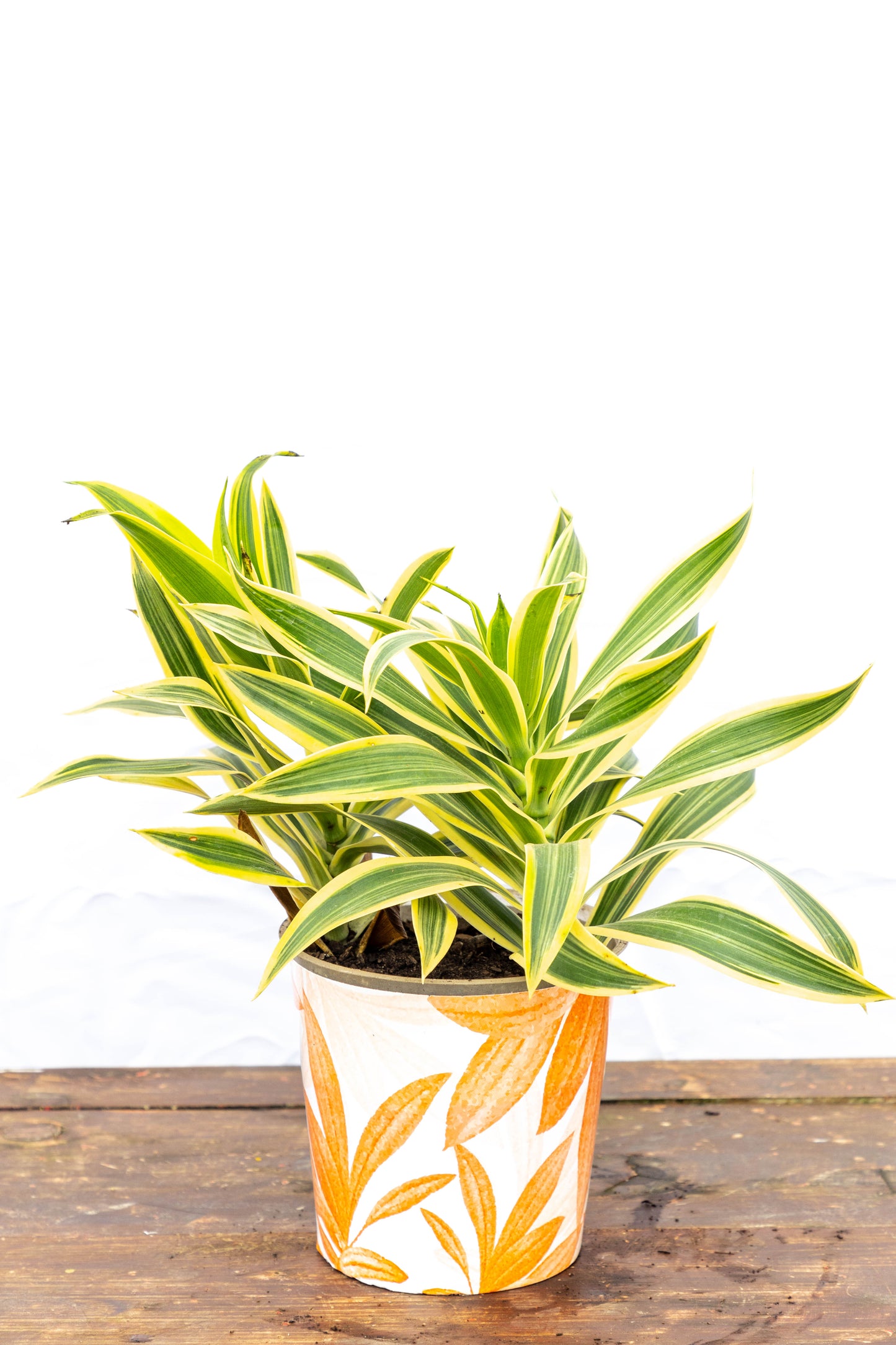 Dracaena PLEOMELE p15 - Fácil de cuidar, en oferta