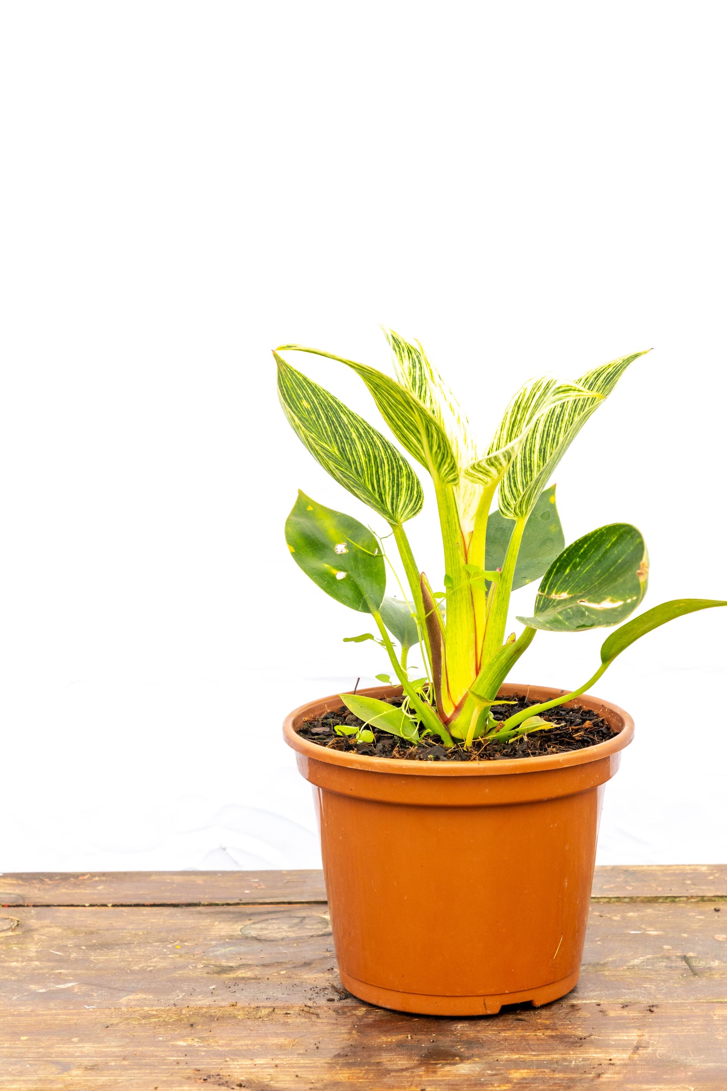 Philodendron Birkin Planta Elegante