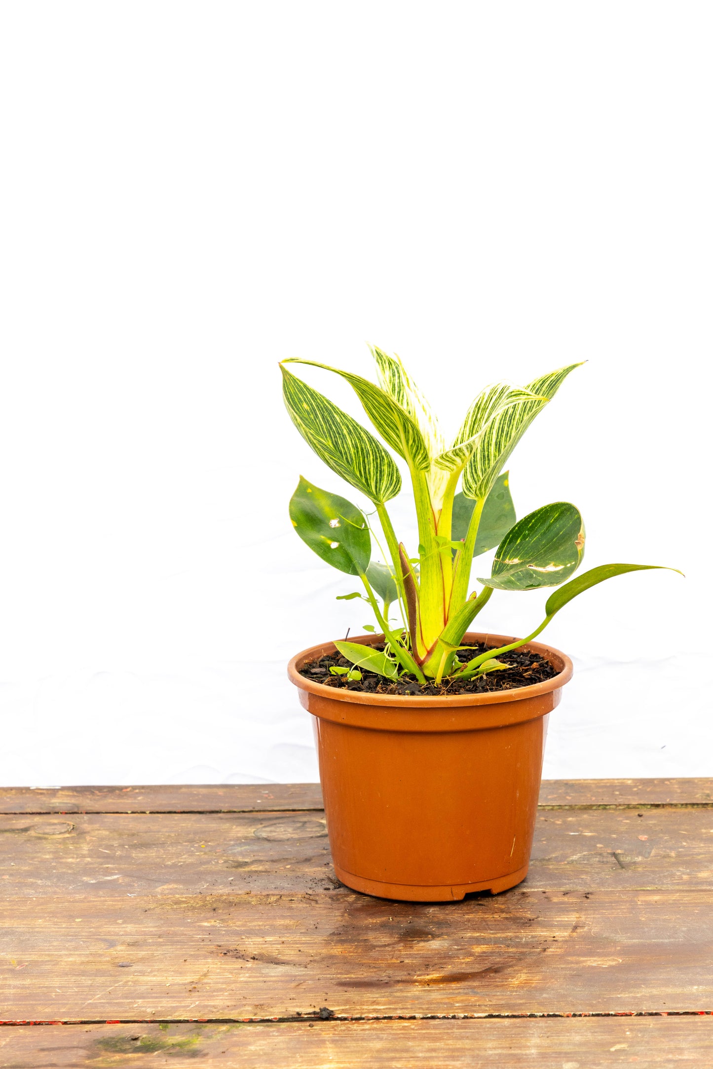 Philodendron Birkin Planta Elegante