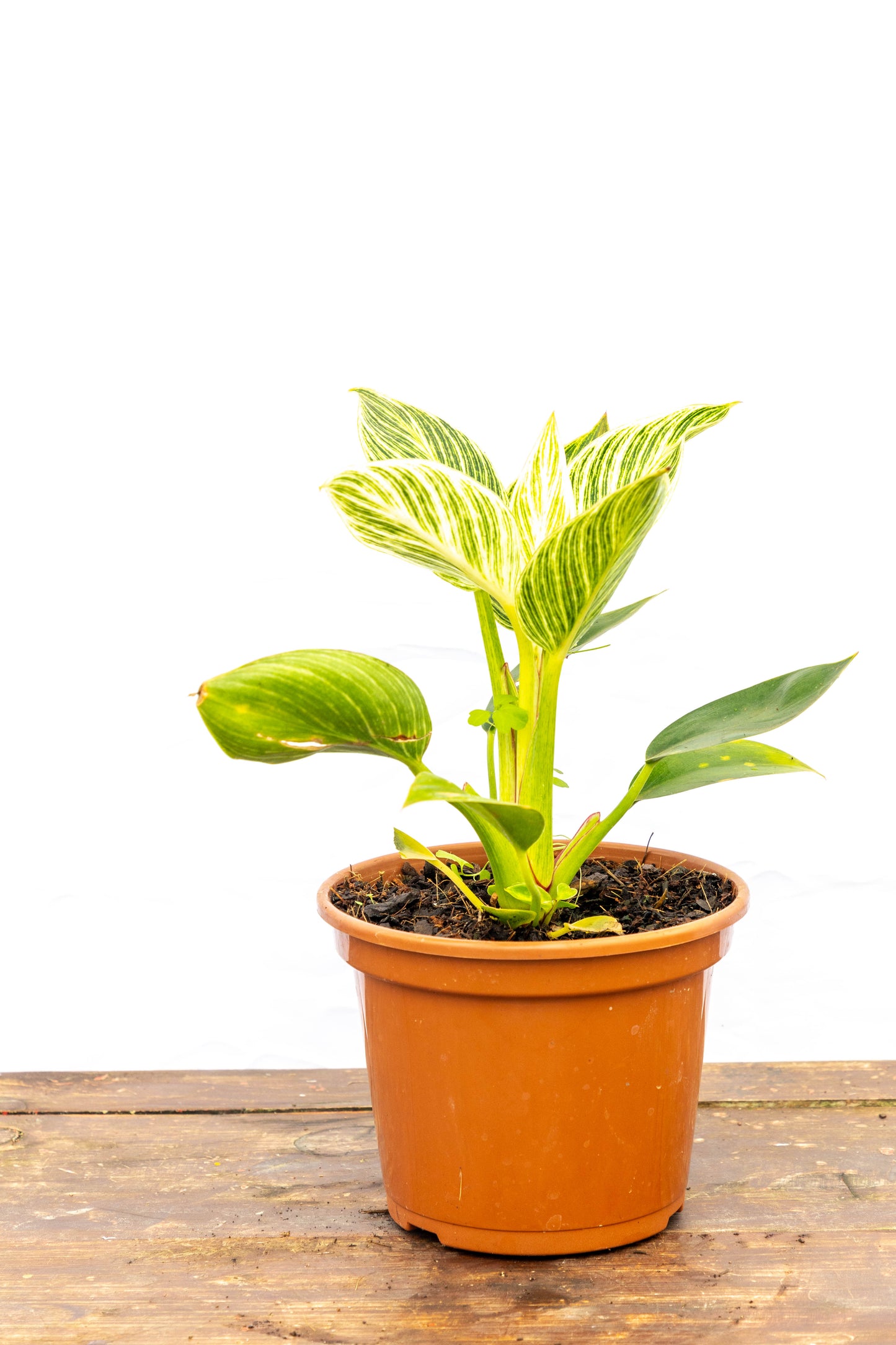 Philodendron Birkin Planta Elegante