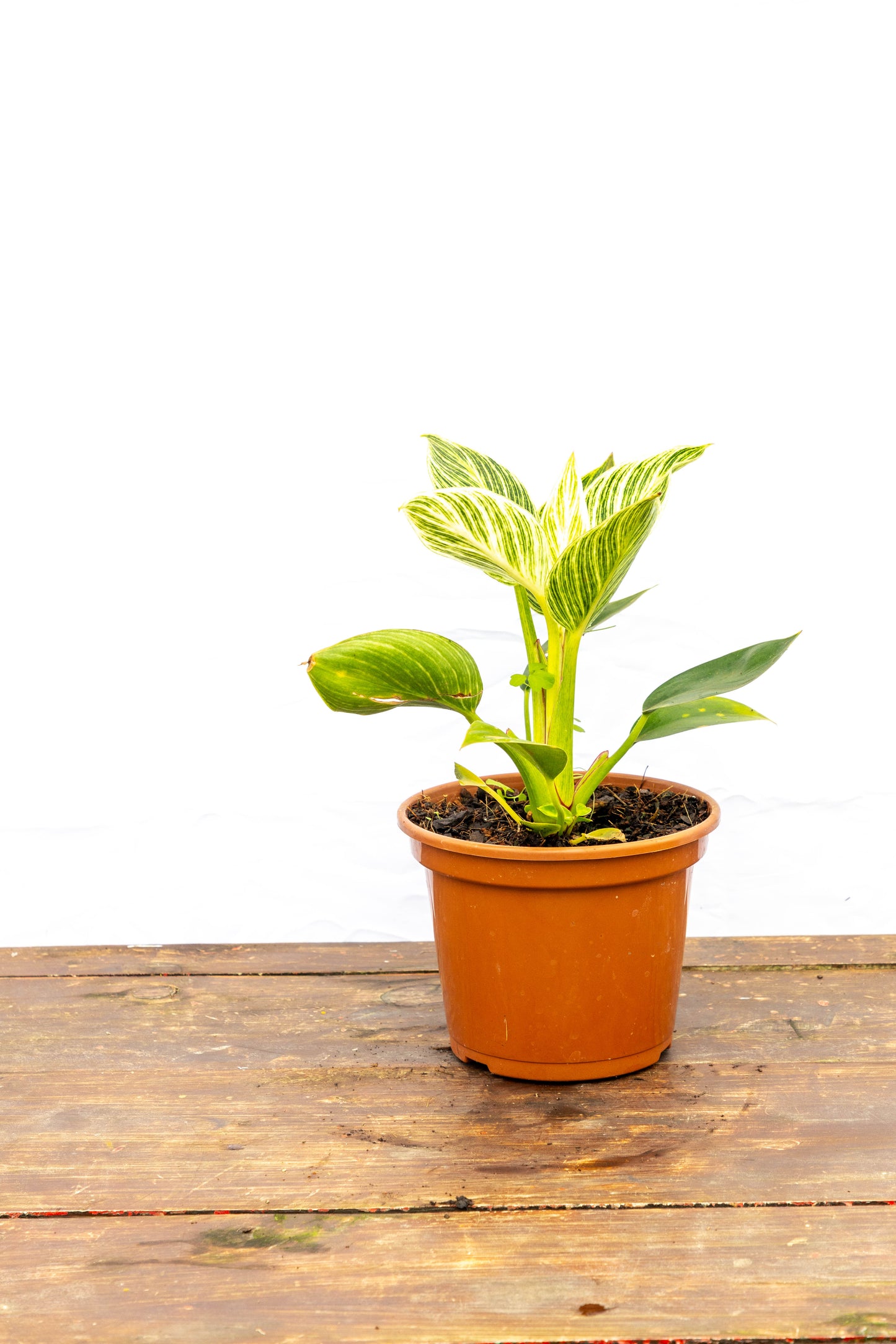 Philodendron Birkin Planta Elegante