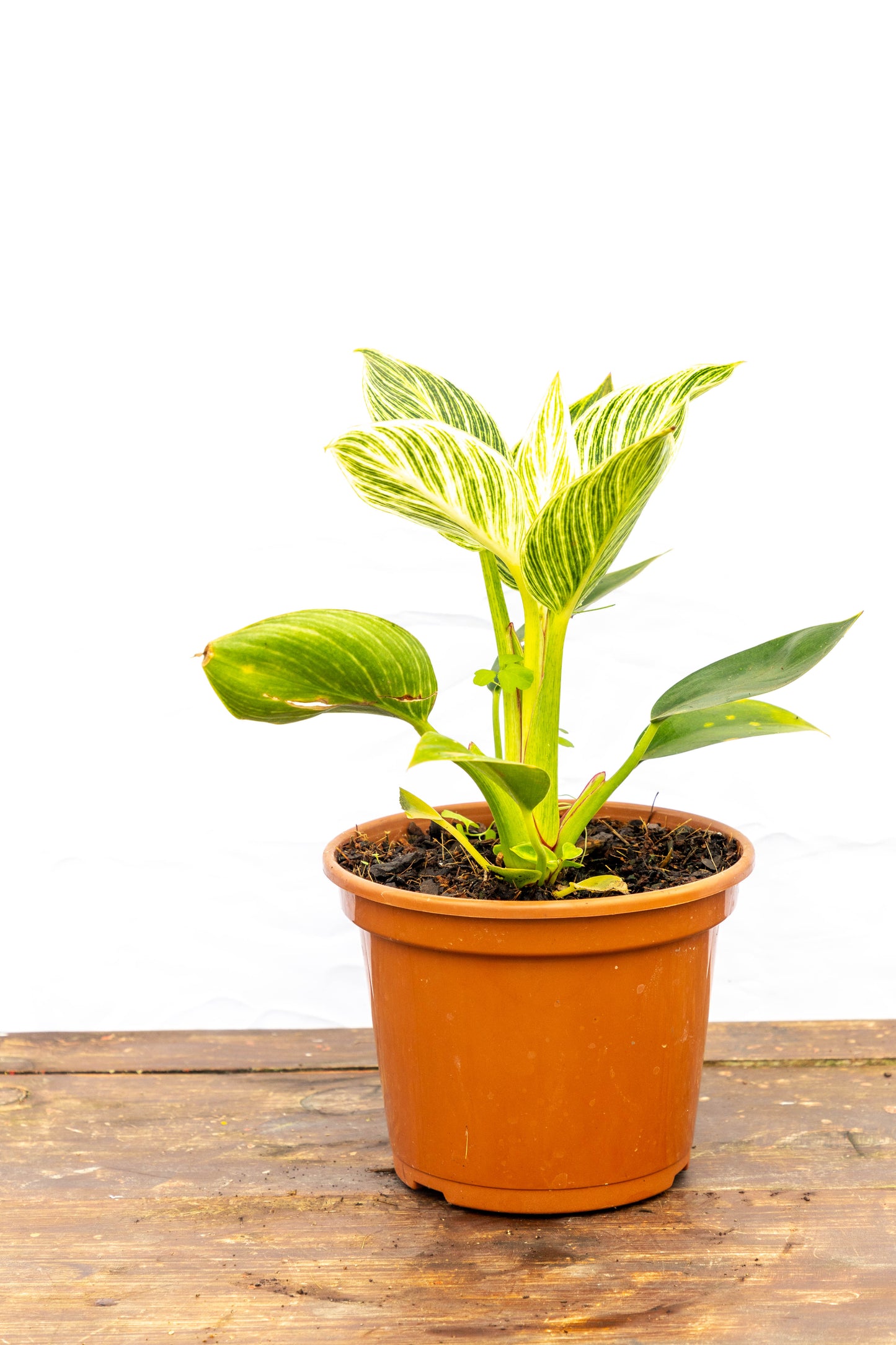 Philodendron Birkin Planta Elegante