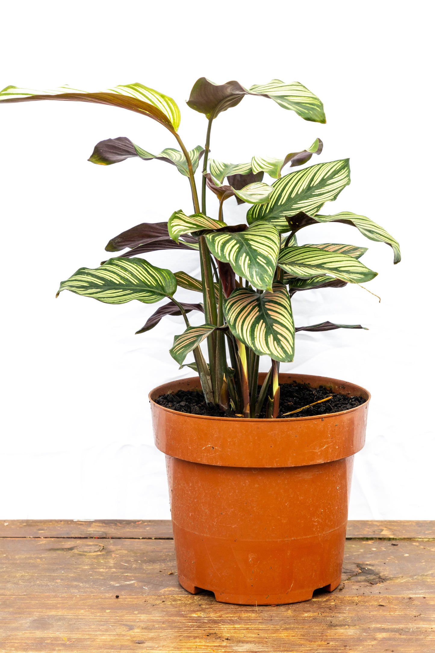 Calathea ornata - Hojas decorativas, ideal para interiores