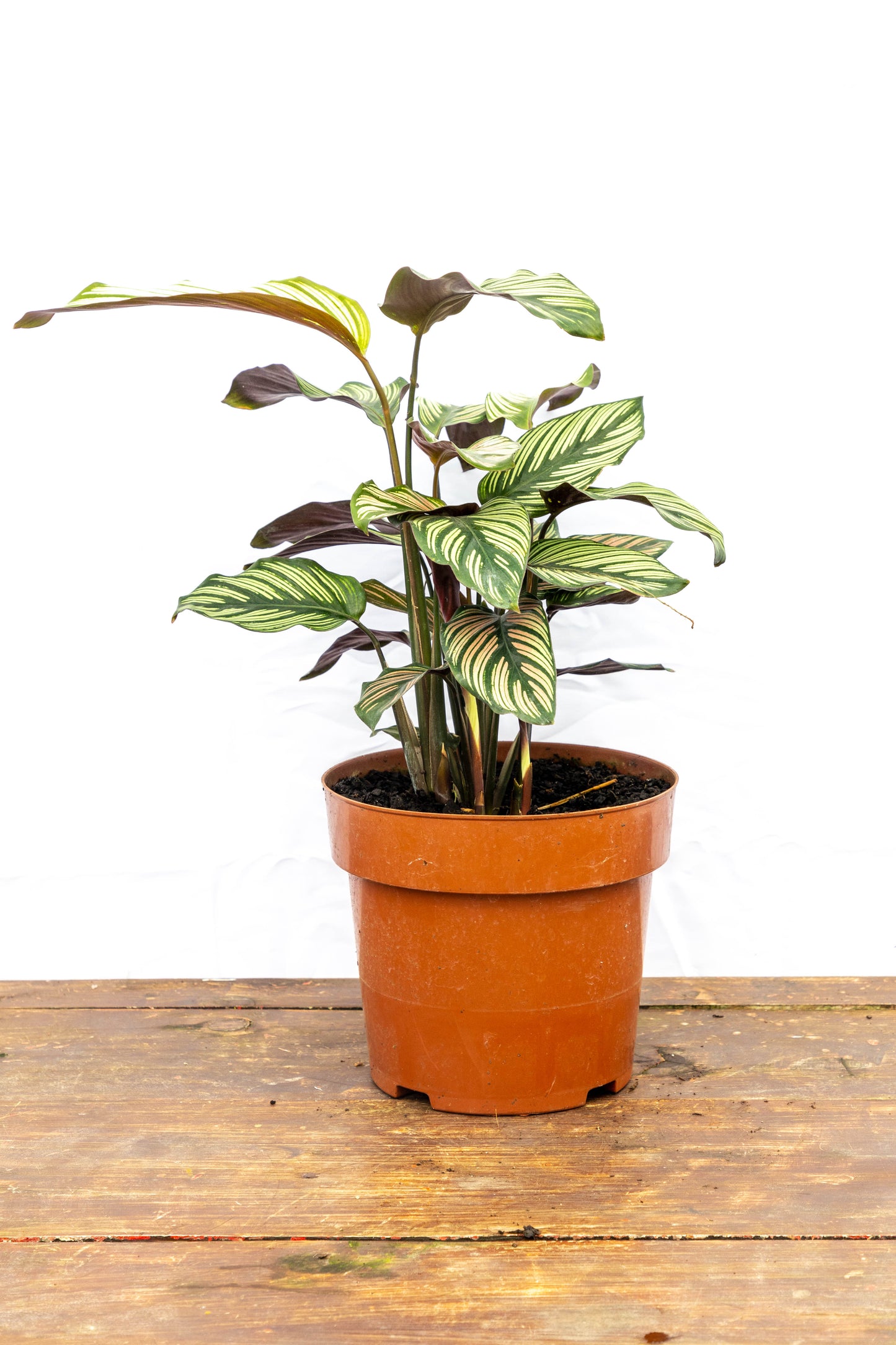 Calathea ornata - Hojas decorativas, ideal para interiores