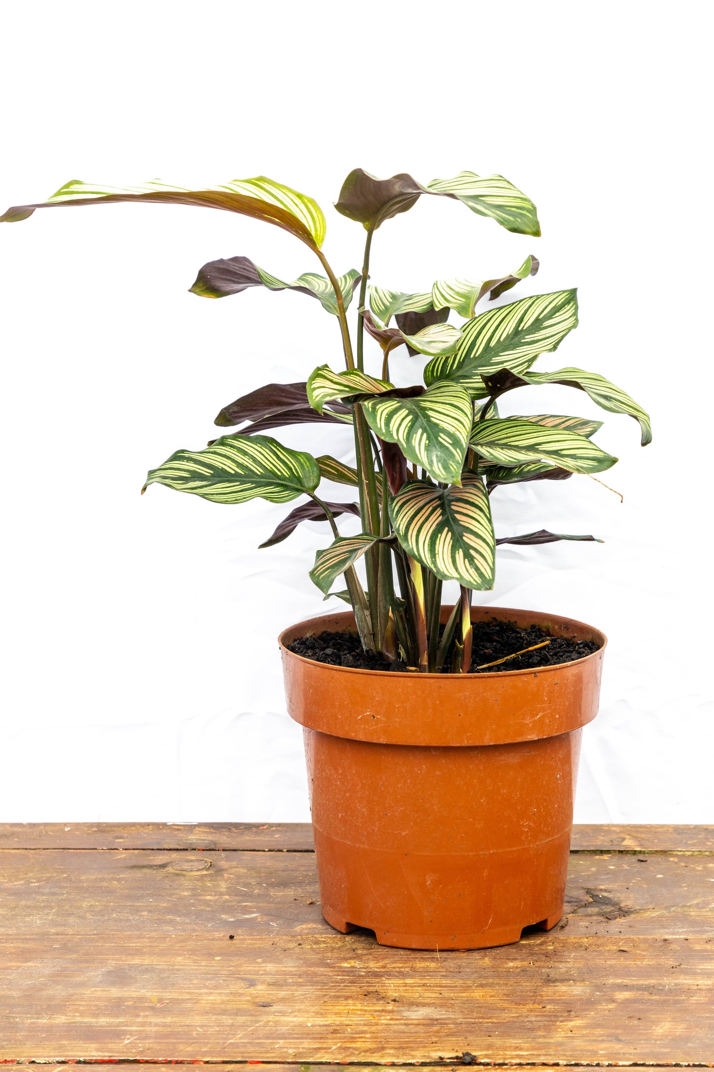 Calathea ornata - Hojas decorativas, ideal para interiores