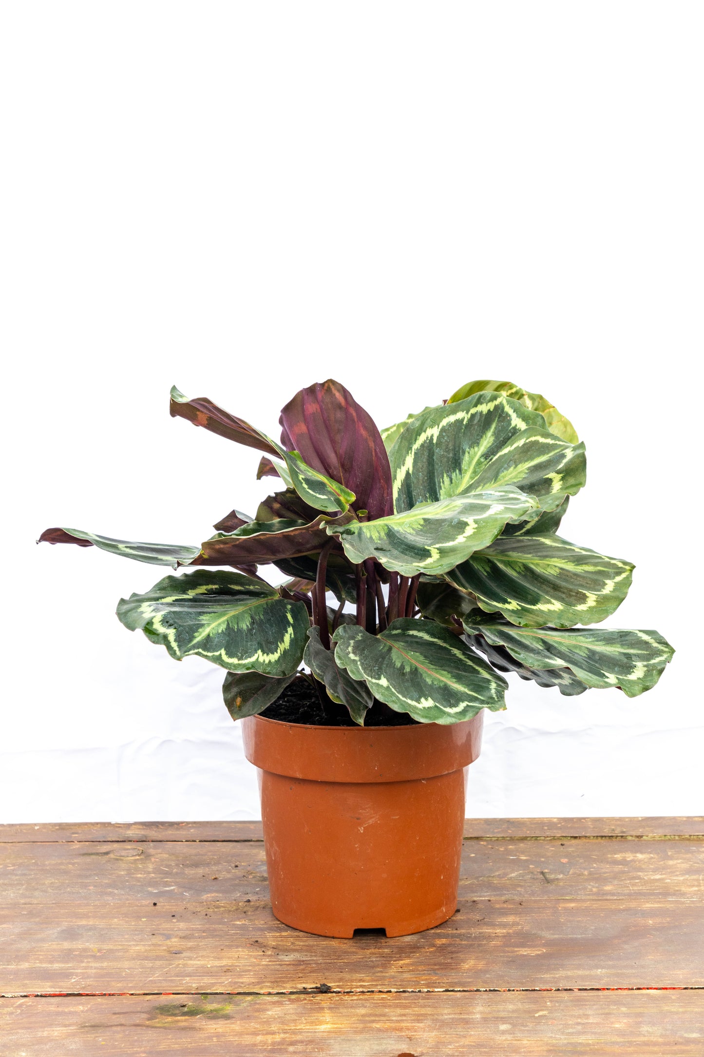 Calathea Medallion - Belleza natural en oferta