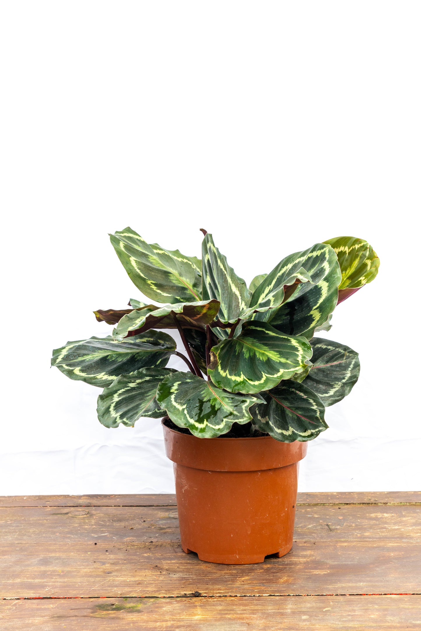 Calathea Medallion - Belleza natural en oferta