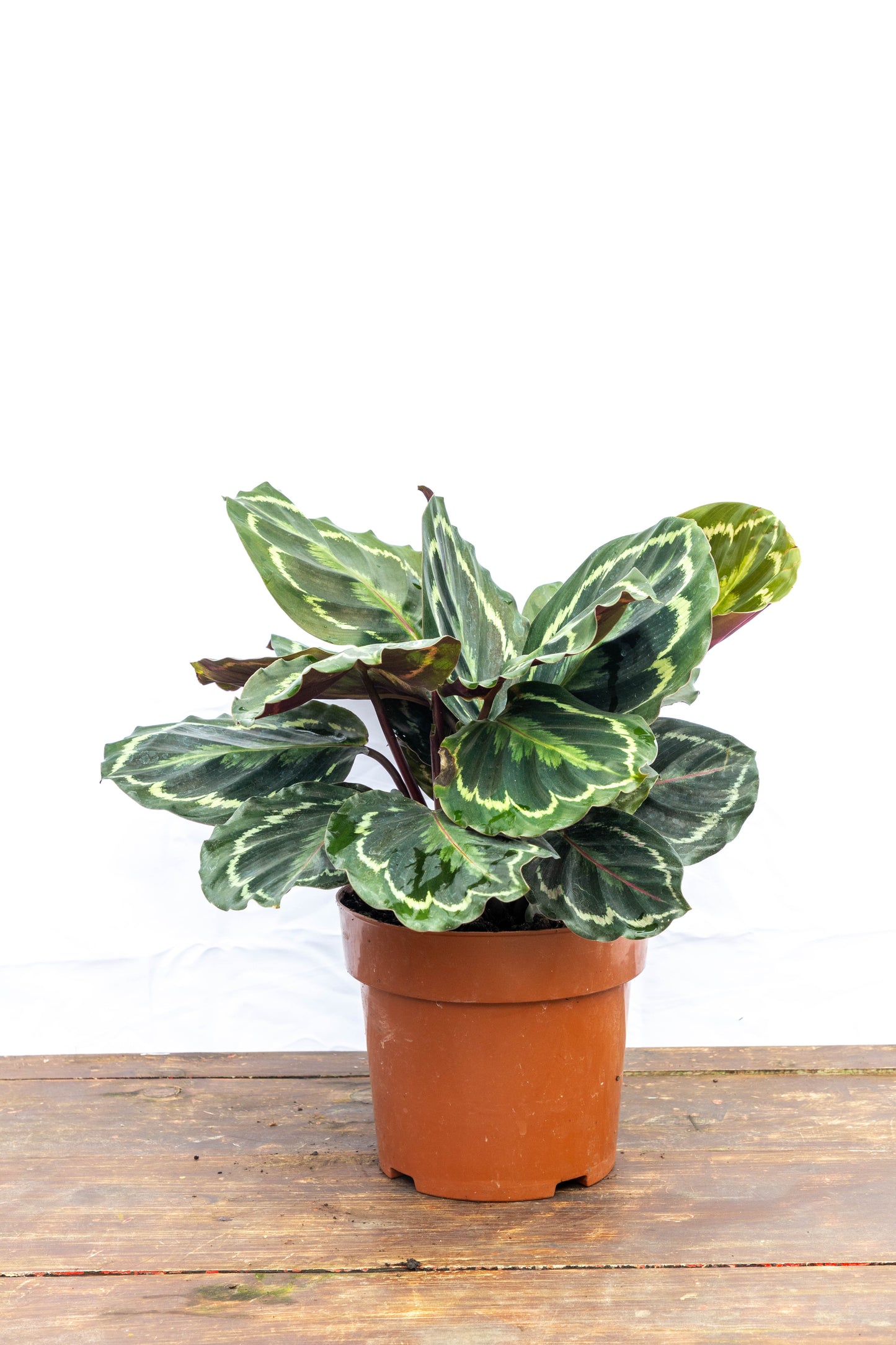 Calathea Medallion - Belleza natural en oferta