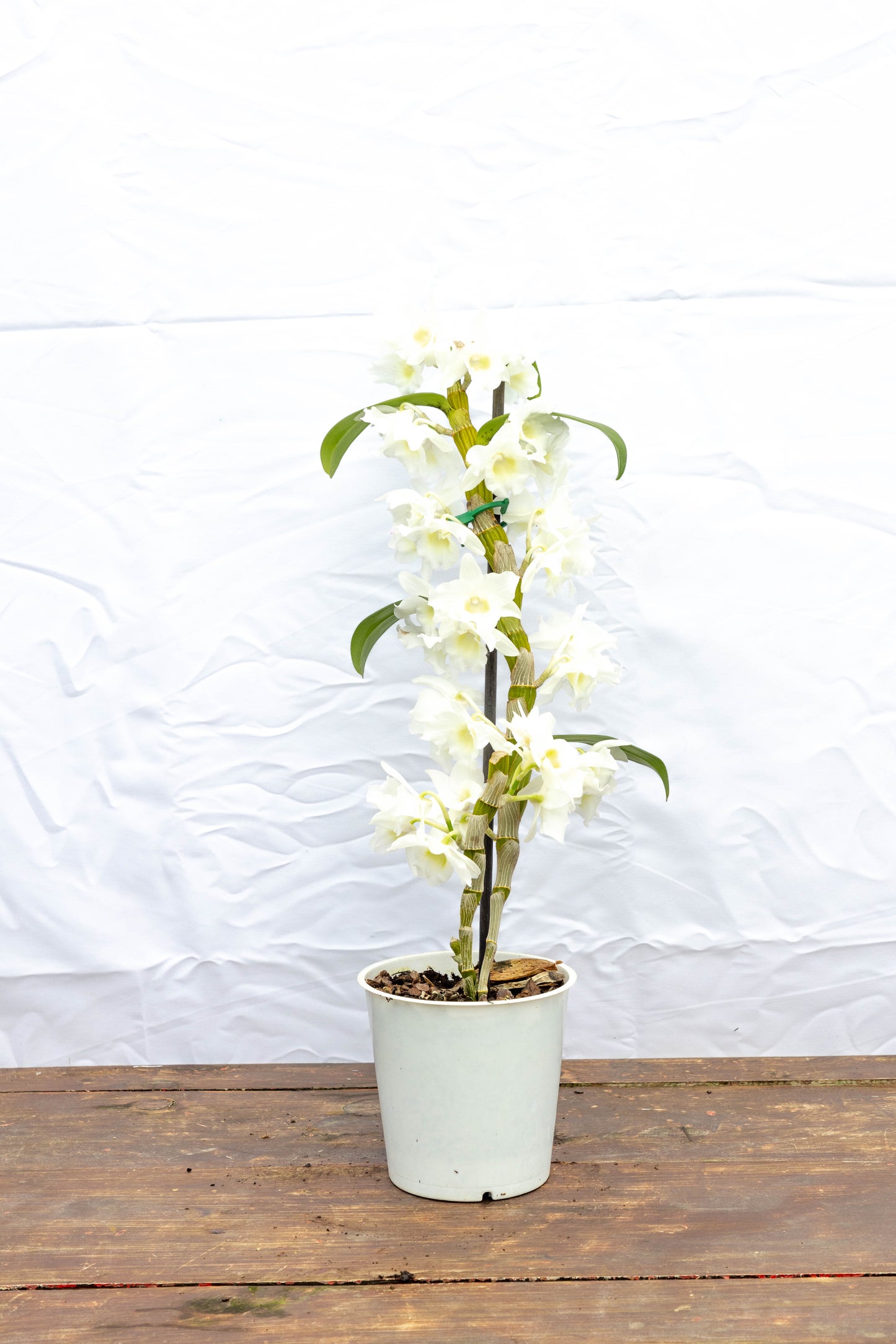 Orquídea dendrobium - Exótica en oferta