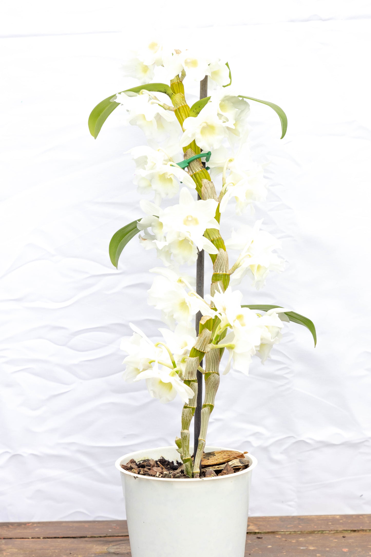 Orquídea dendrobium - Exótica en oferta