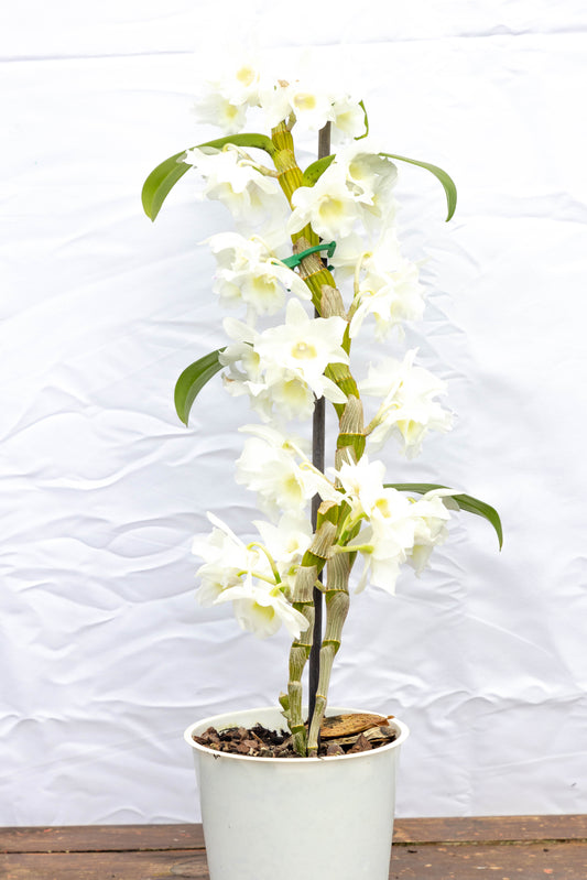 Orquídea dendrobium - Exótica en oferta