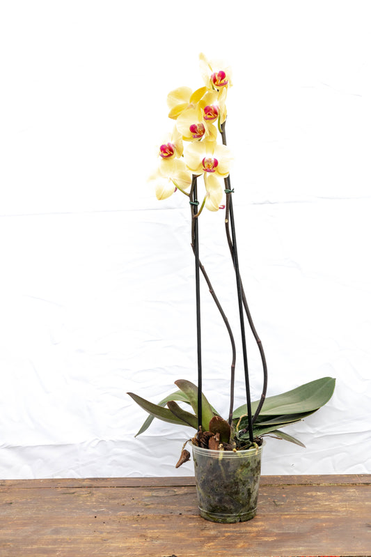 Orquídea Phalaenopsis - Elegancia y fragancia