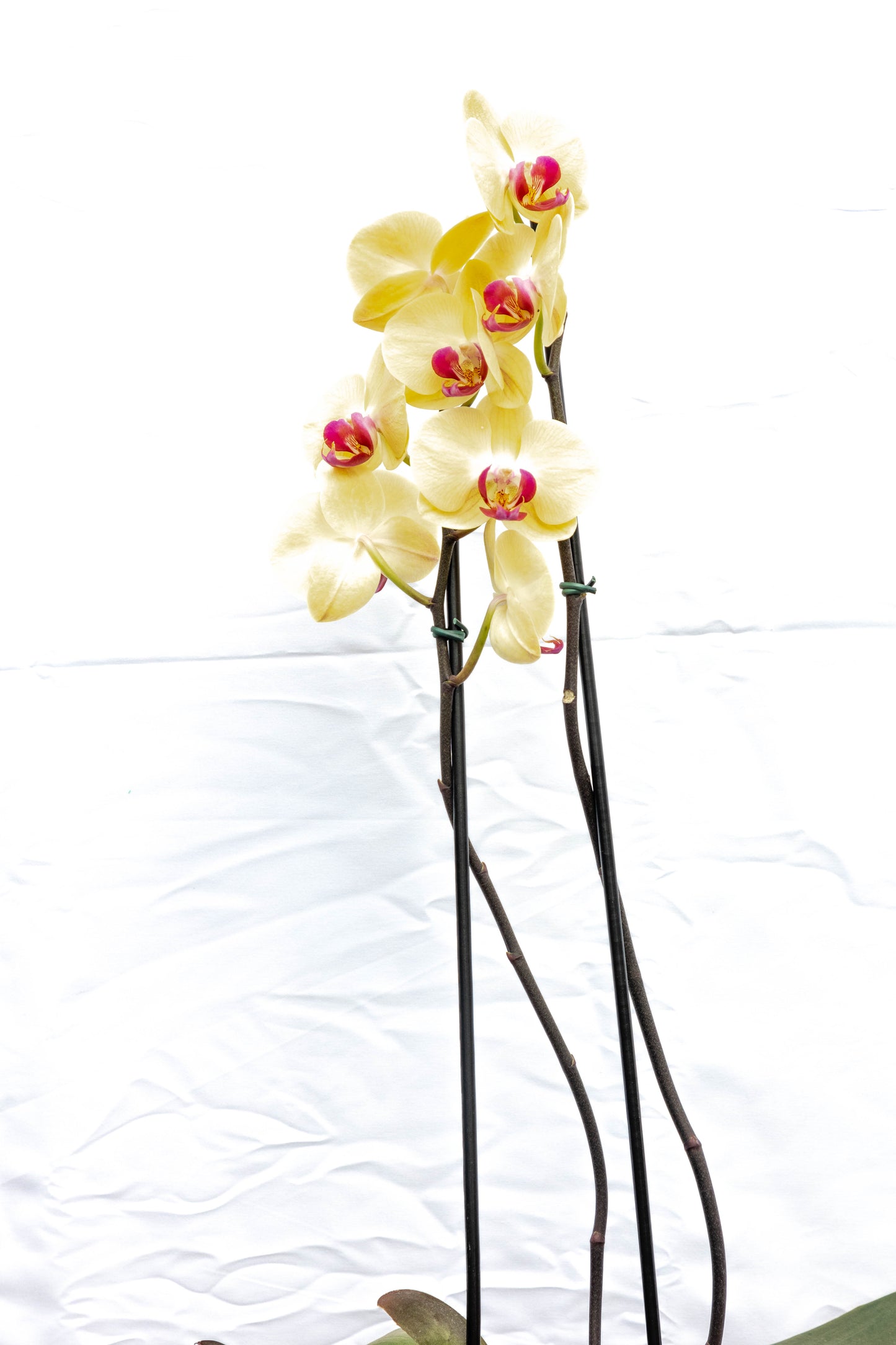 Orquídea Phalaenopsis - Elegancia y fragancia