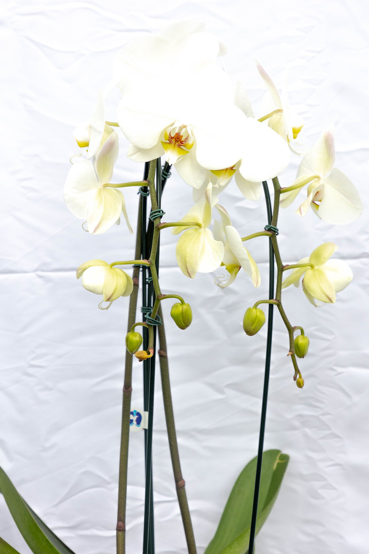 Orquídea Phalaenopsis - Elegancia y fragancia