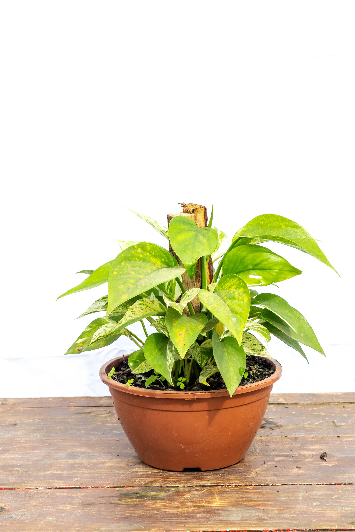 Potus Planta Colgante De Fácil Cuidado