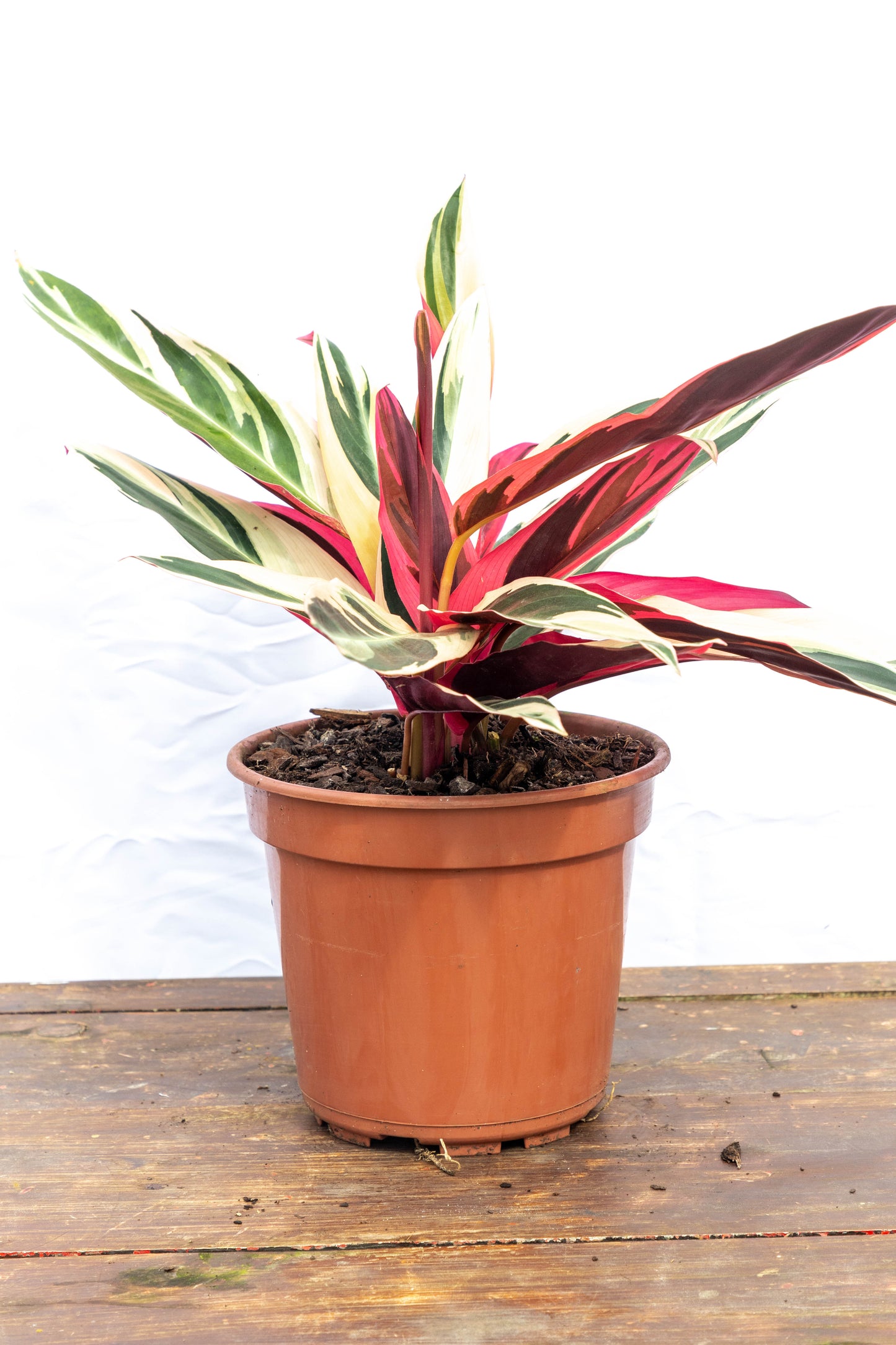 Calathea TRIALSTAR - Oferta de la semana