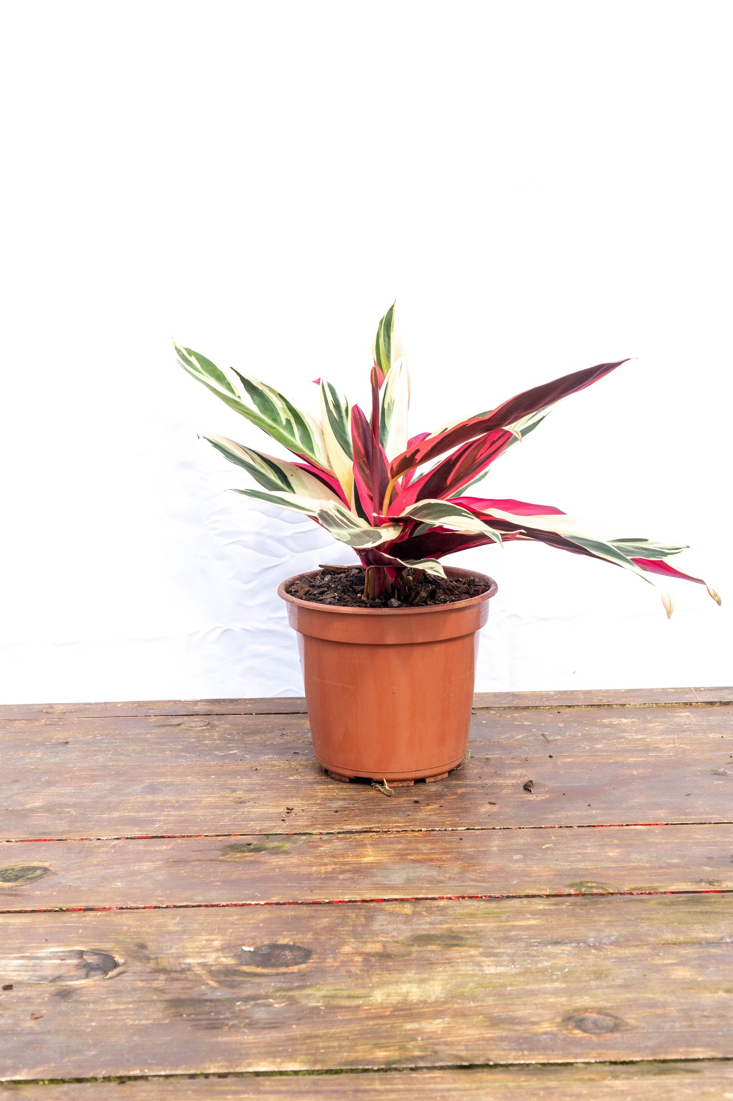 Calathea TRIALSTAR - Oferta de la semana