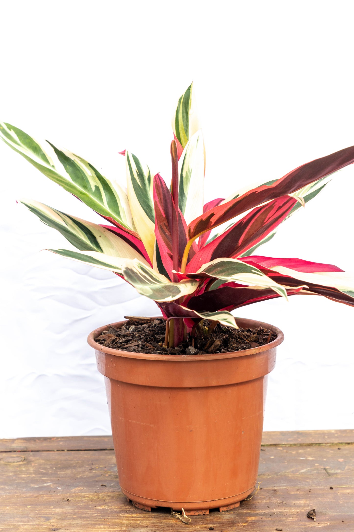 Calathea TRIALSTAR - Oferta de la semana