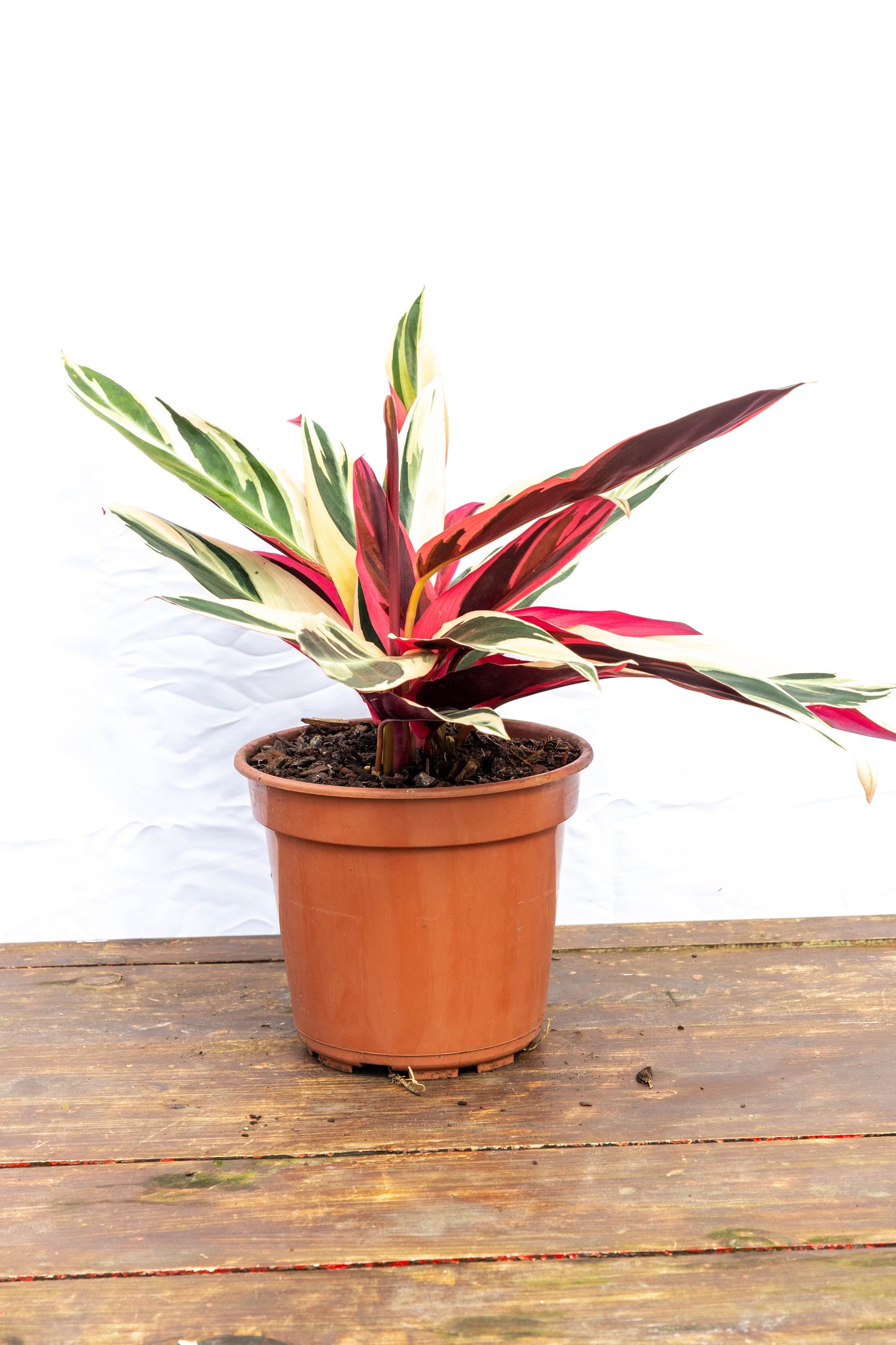 Calathea TRIALSTAR - Oferta de la semana