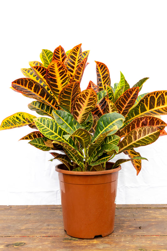 Croton Triple P24 Planta Colorida